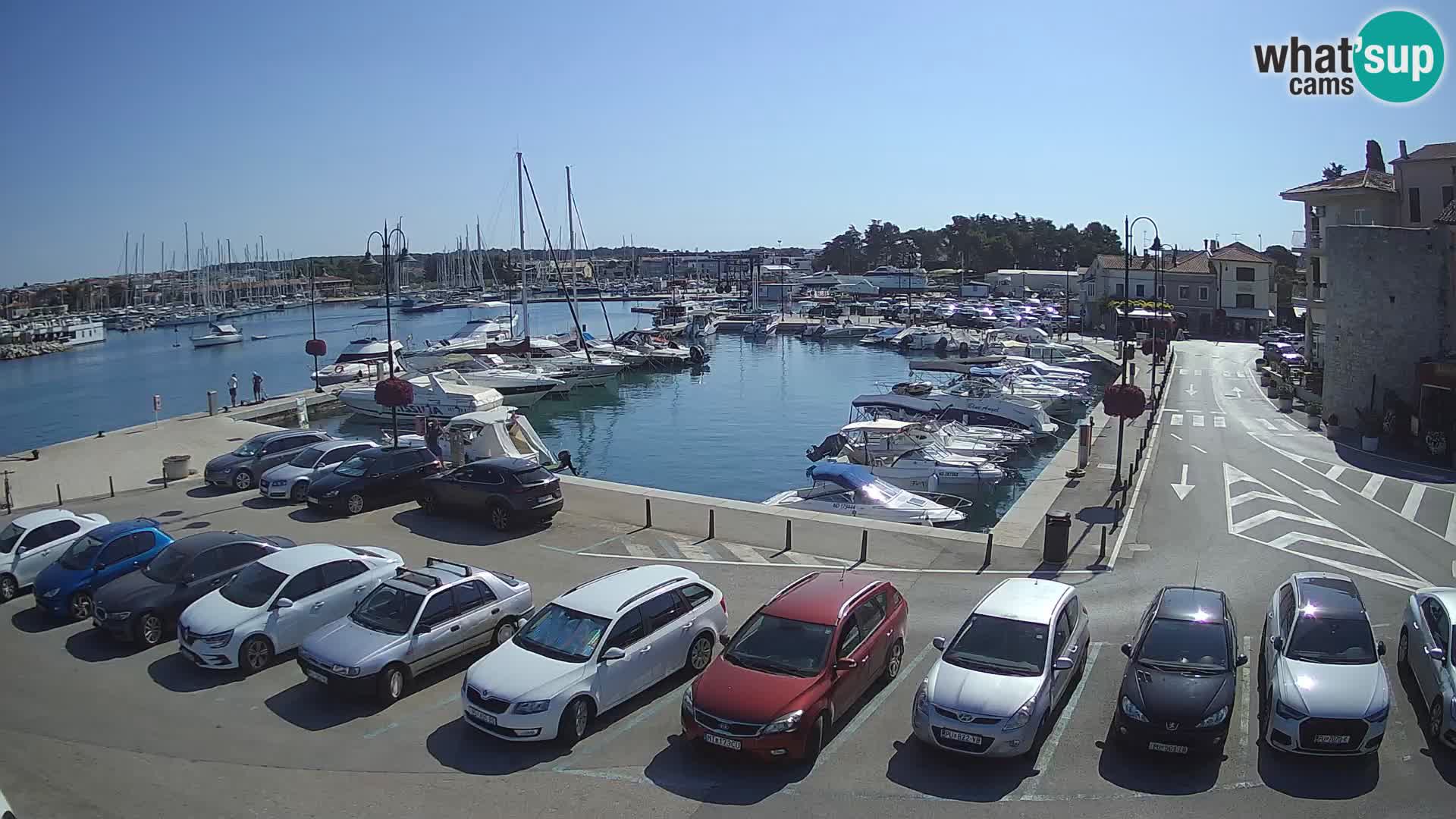 Novigrad | Porporela marina
