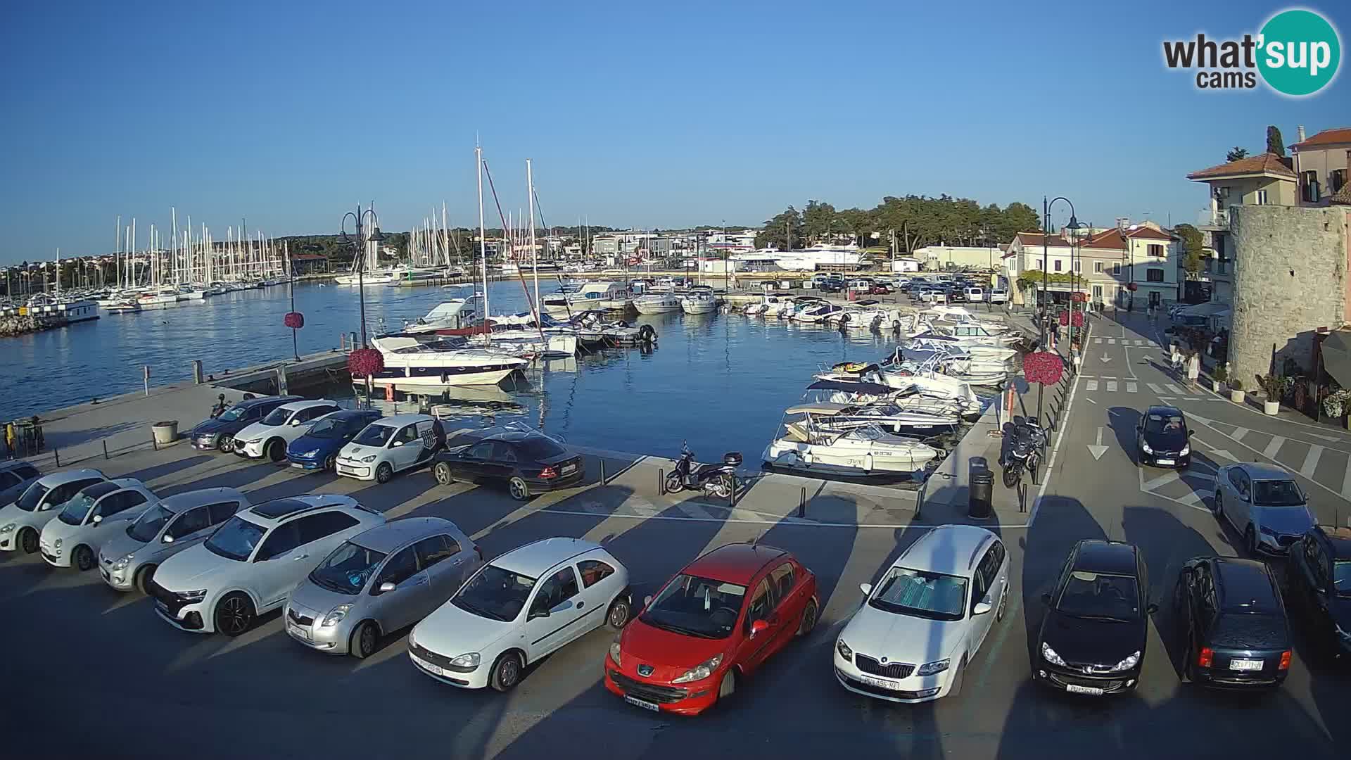 Novigrad | Porporela marina
