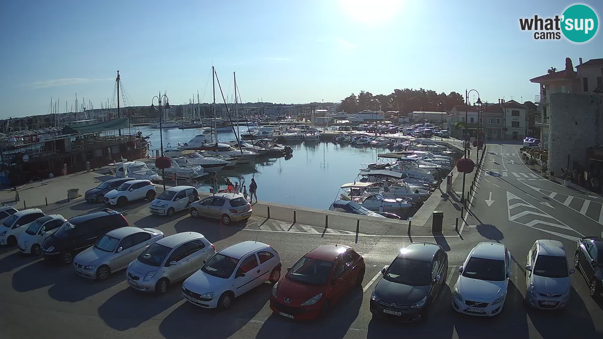 Novigrad | Porporela marina