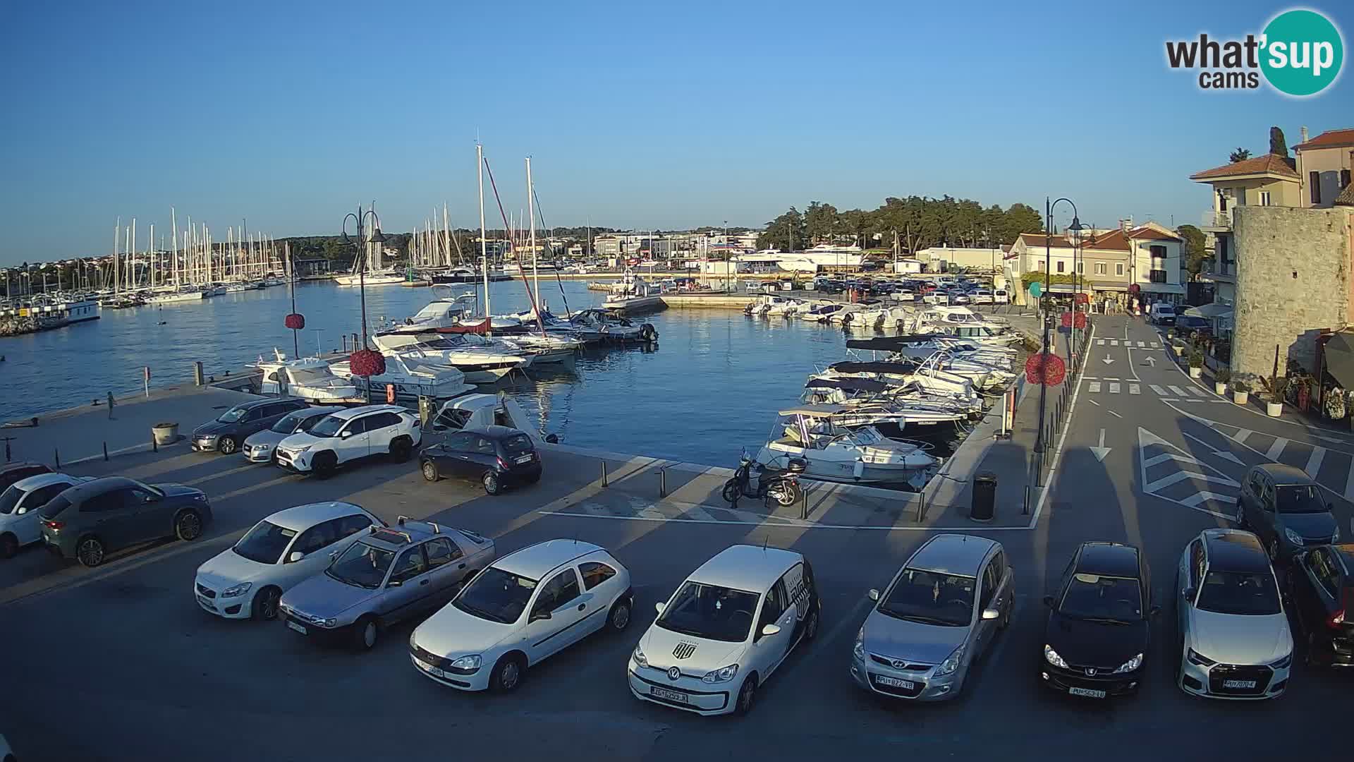 Novigrad | Porporela marina