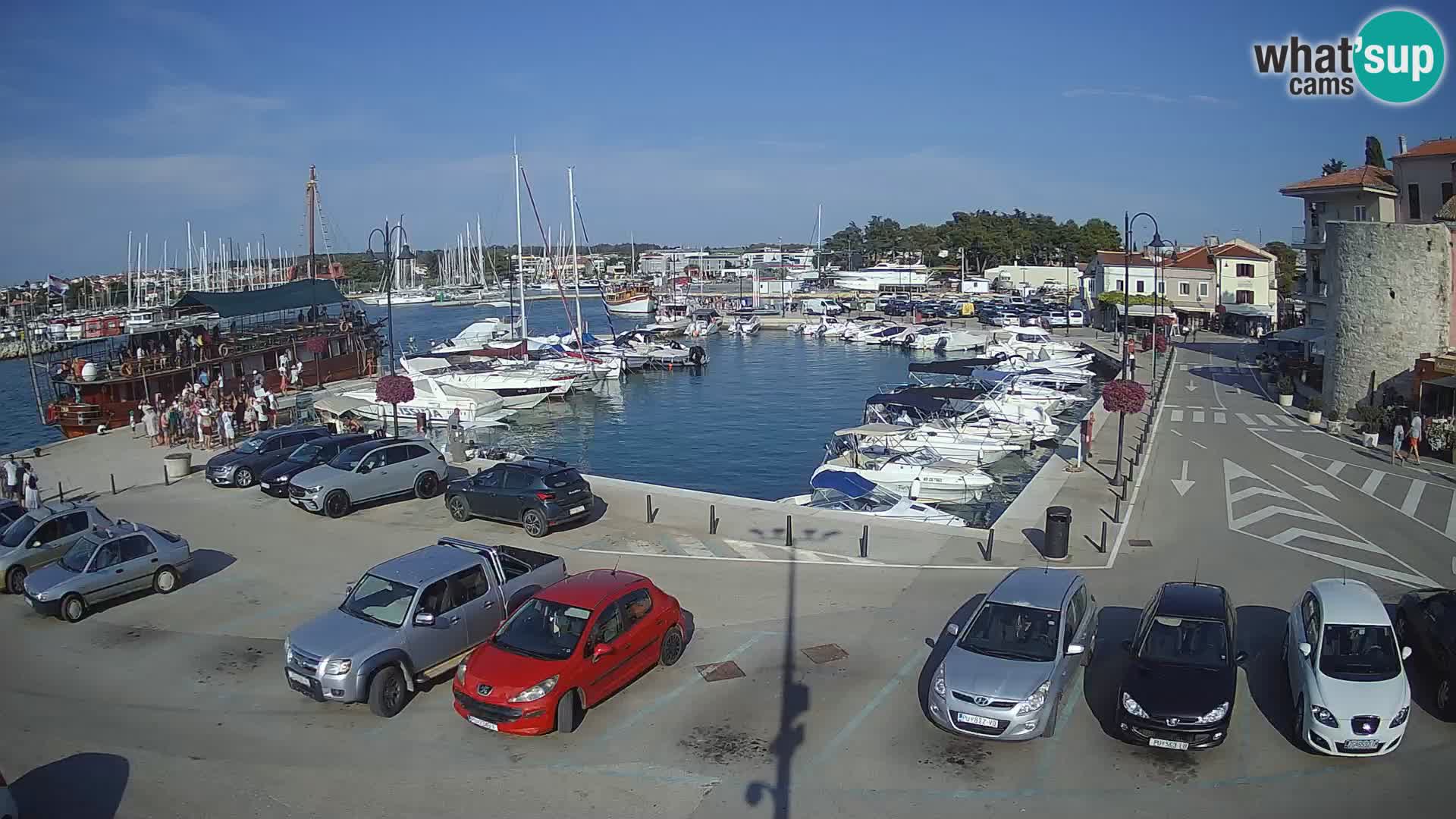 Novigrad | Porporela marina