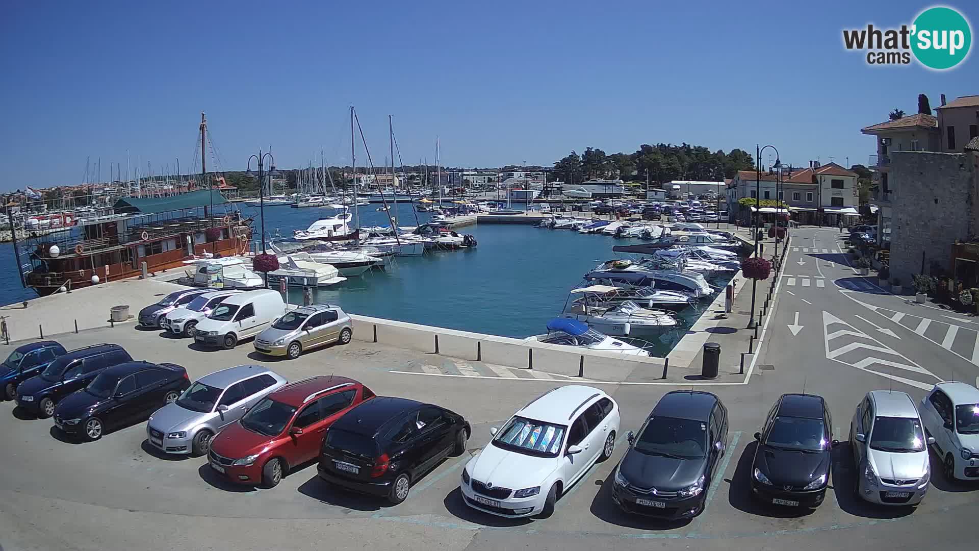 Novigrad | Porporela marina