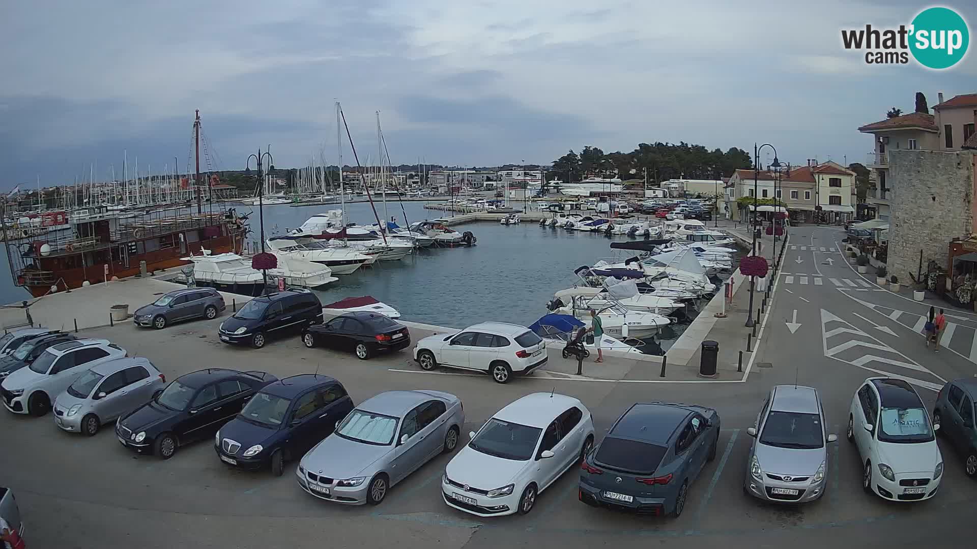 Novigrad | Porporela marina