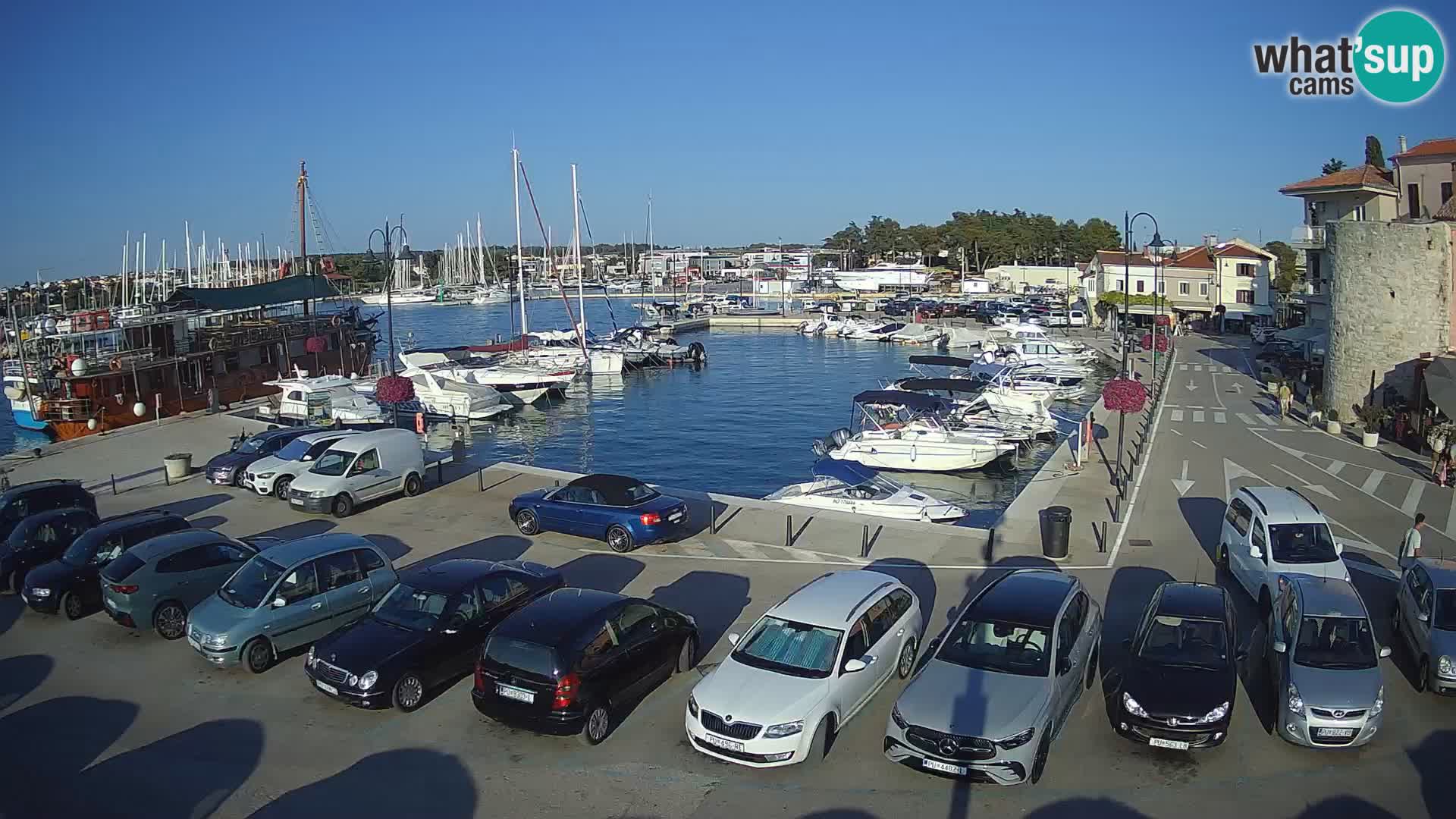 Novigrad | Porporela marina