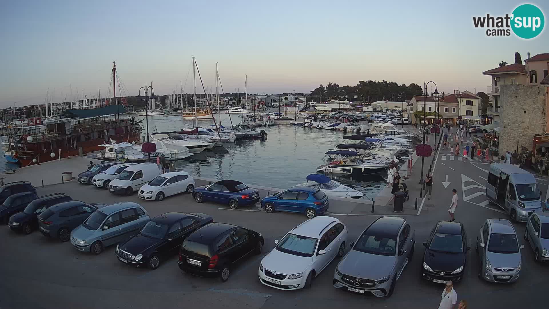 Novigrad | Porporela marina