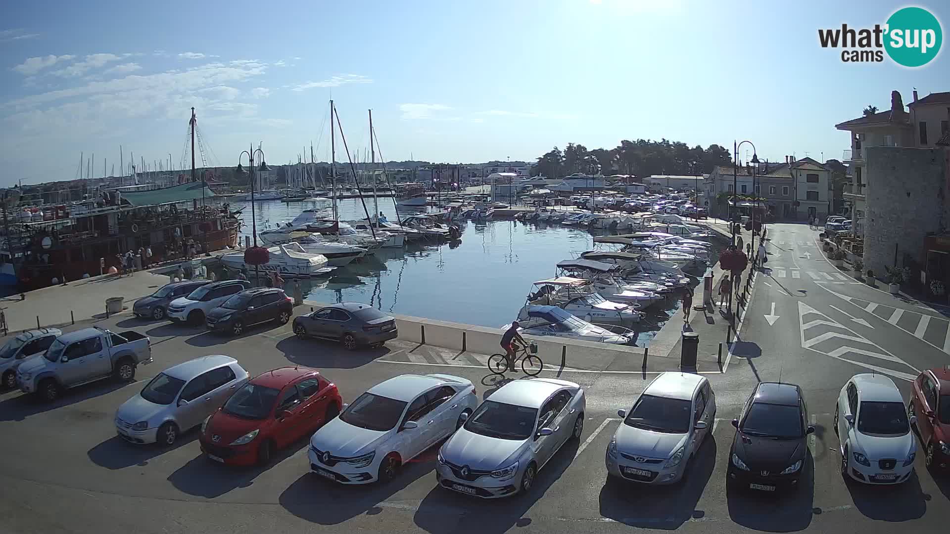 Novigrad | Porporela marina