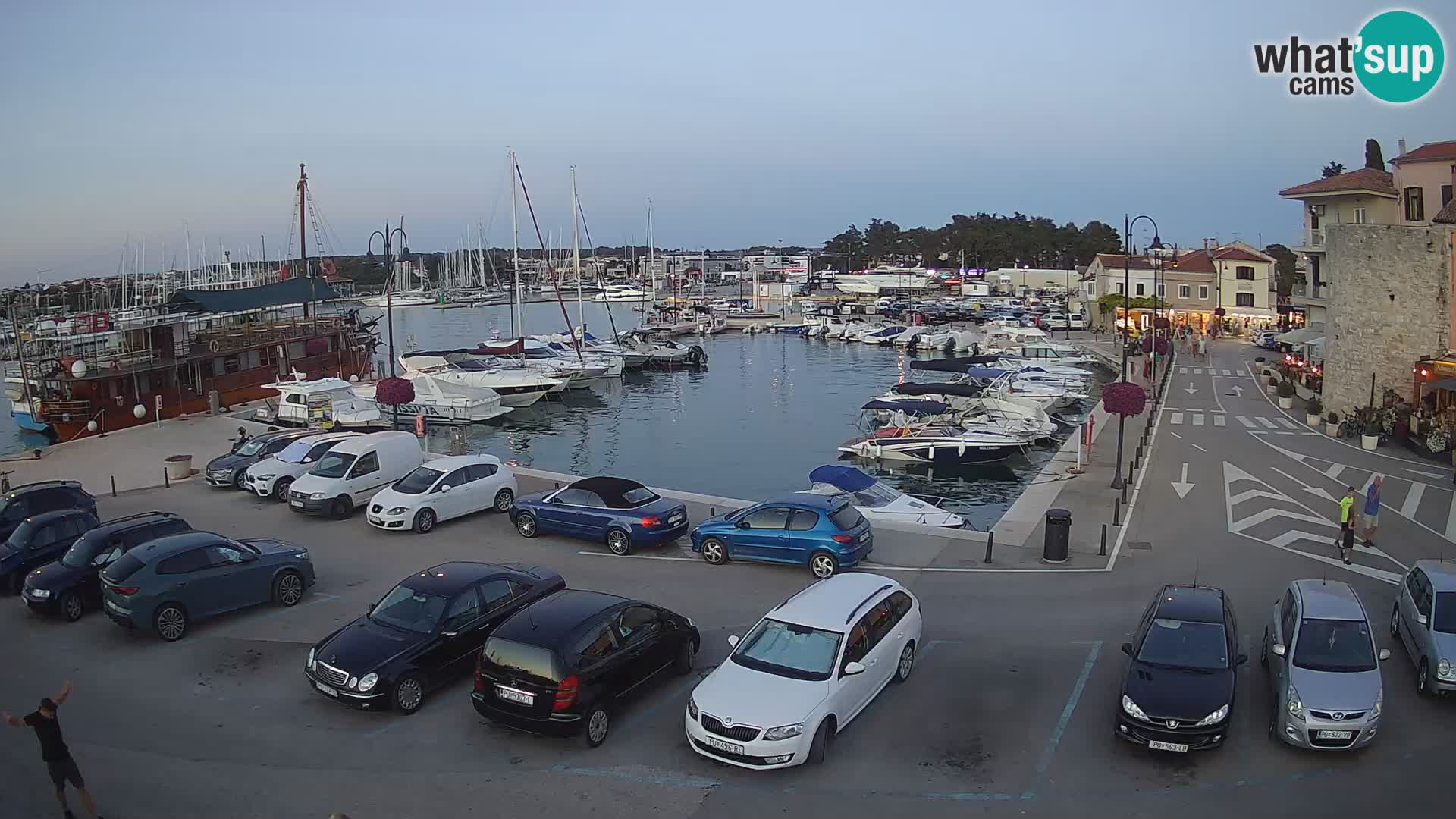 Novigrad | Porporela marina