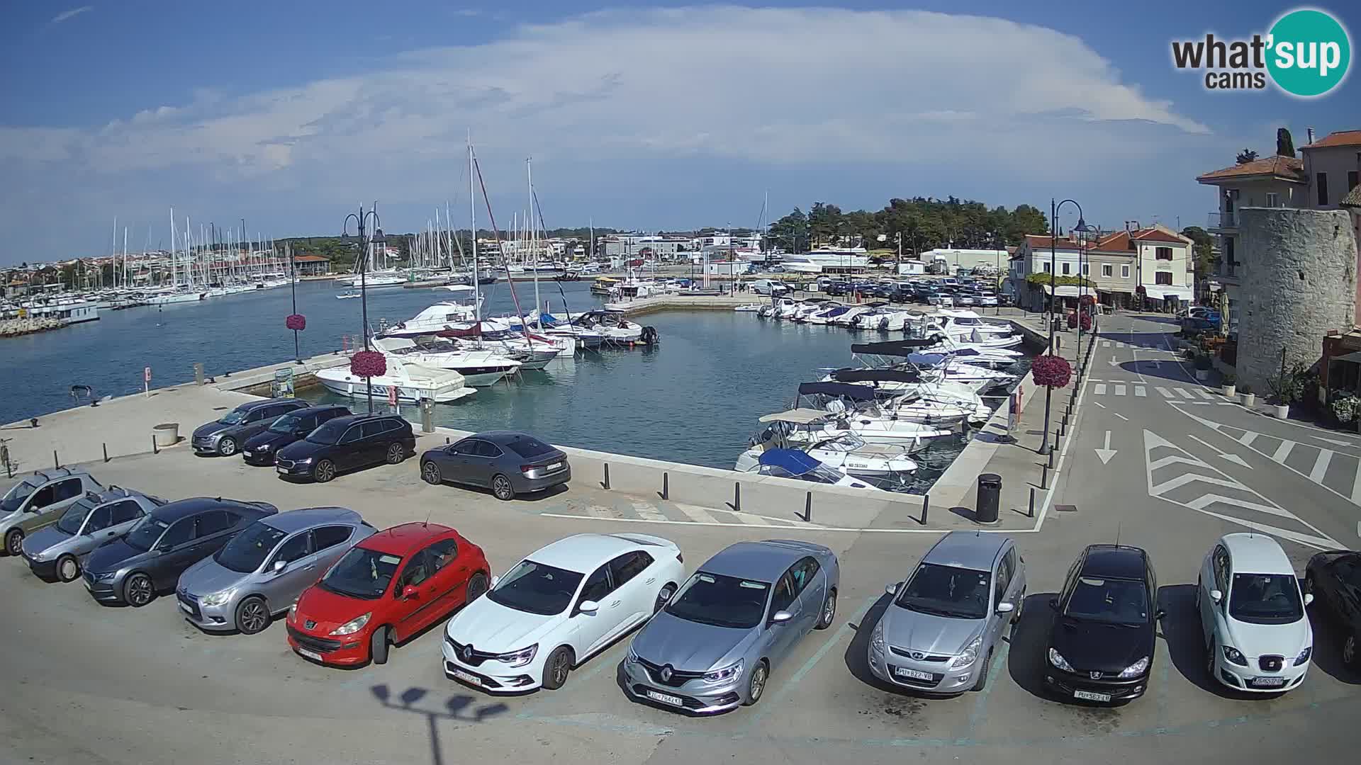 Novigrad | Porporela marina