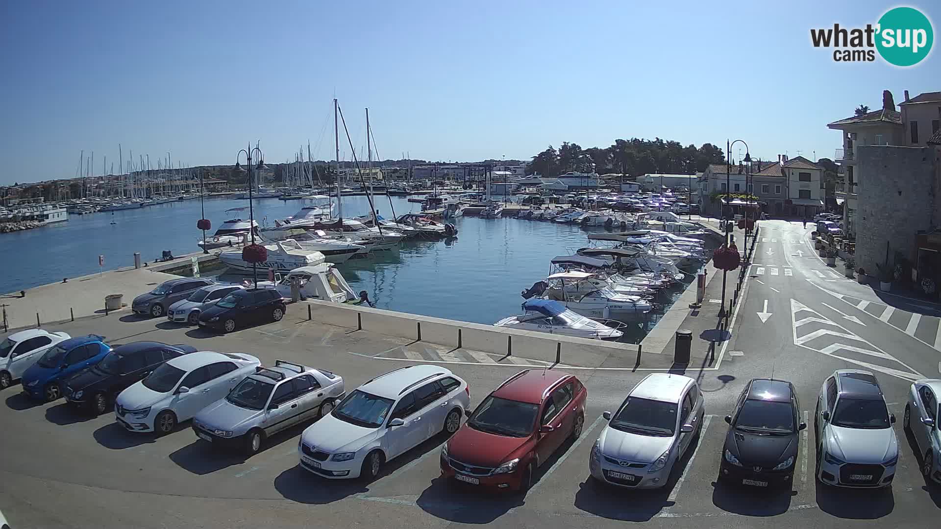 Novigrad | Porporela marina