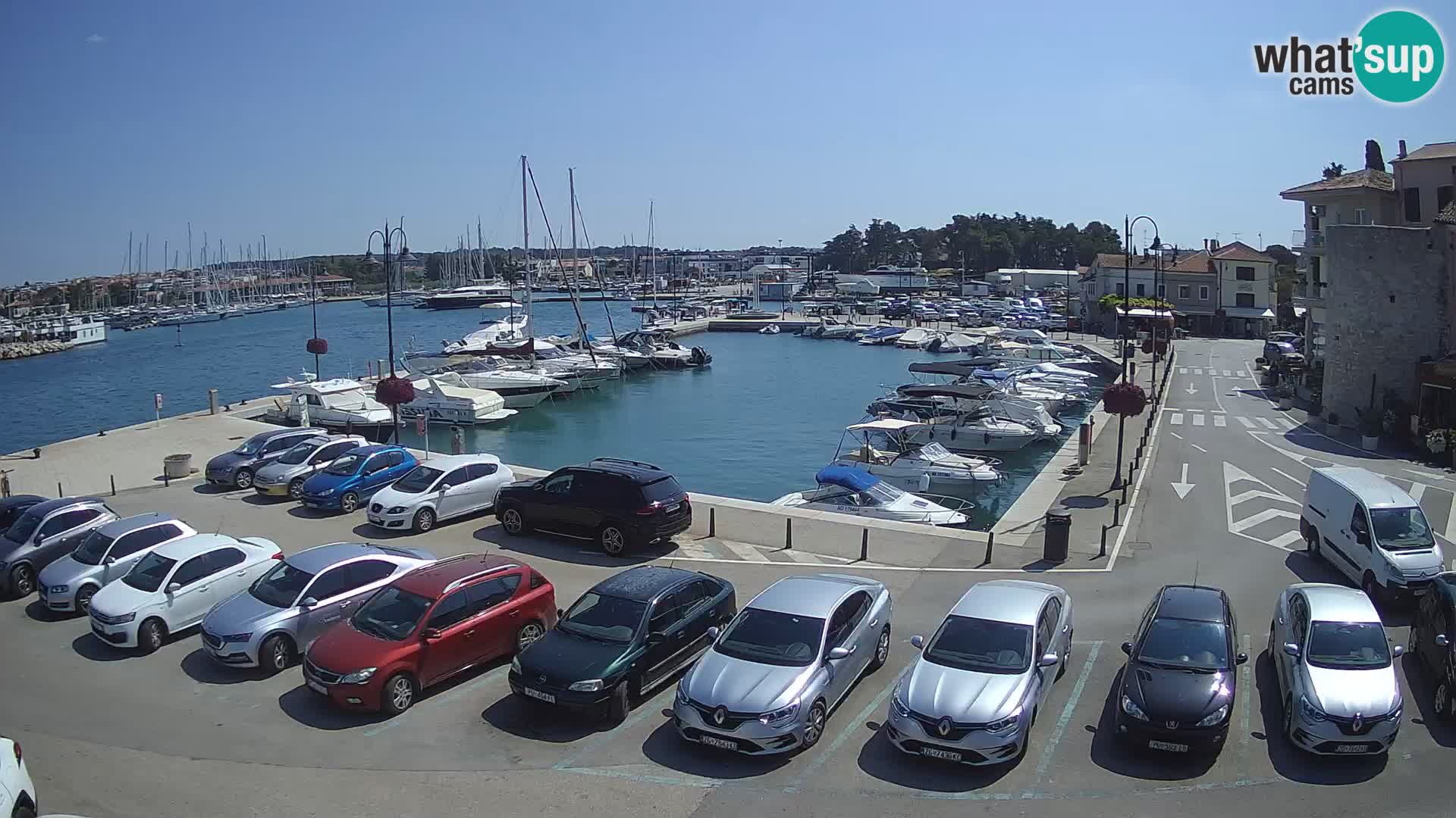 Novigrad | Porporela marina