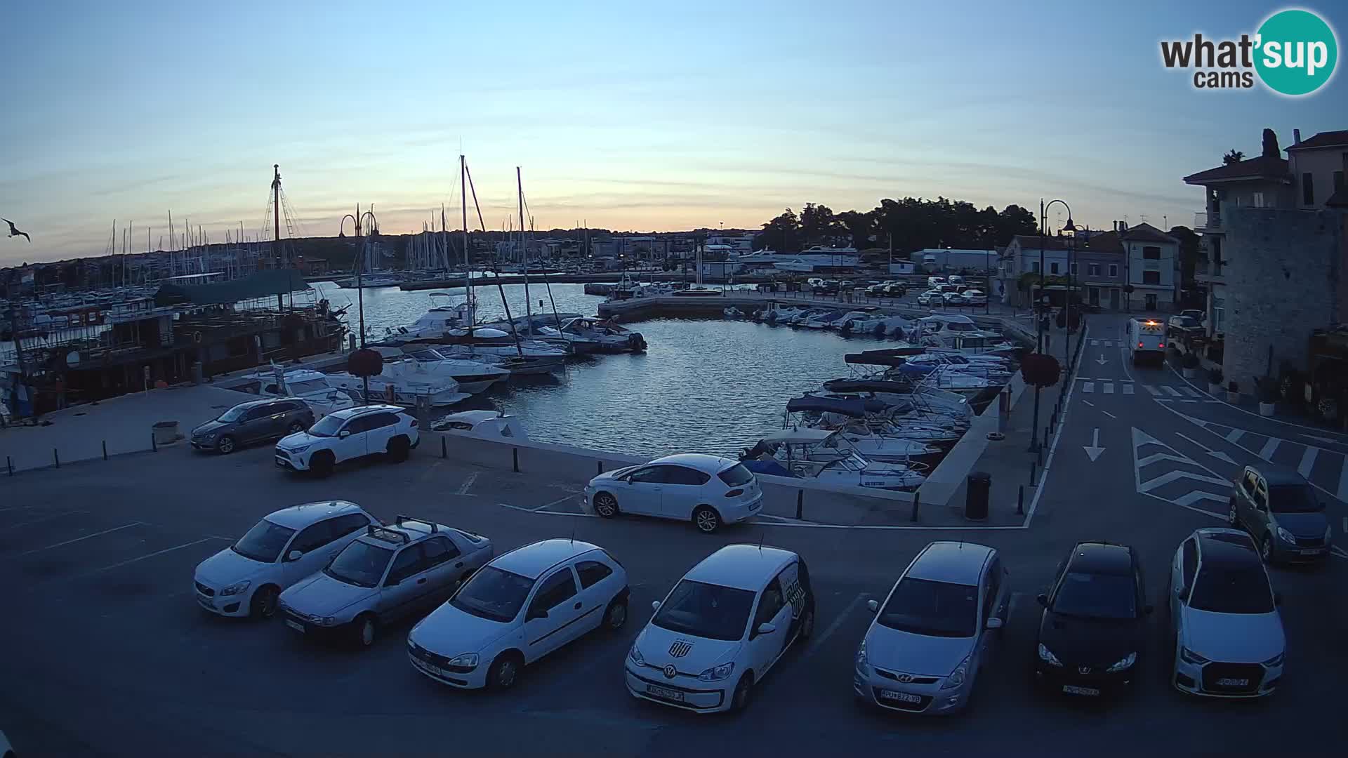 Novigrad | Porporela marina
