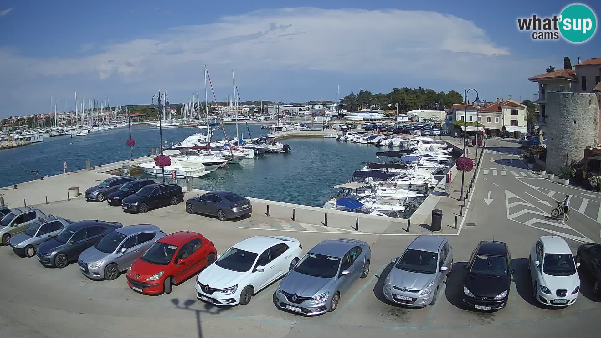 Novigrad | Porporela marina