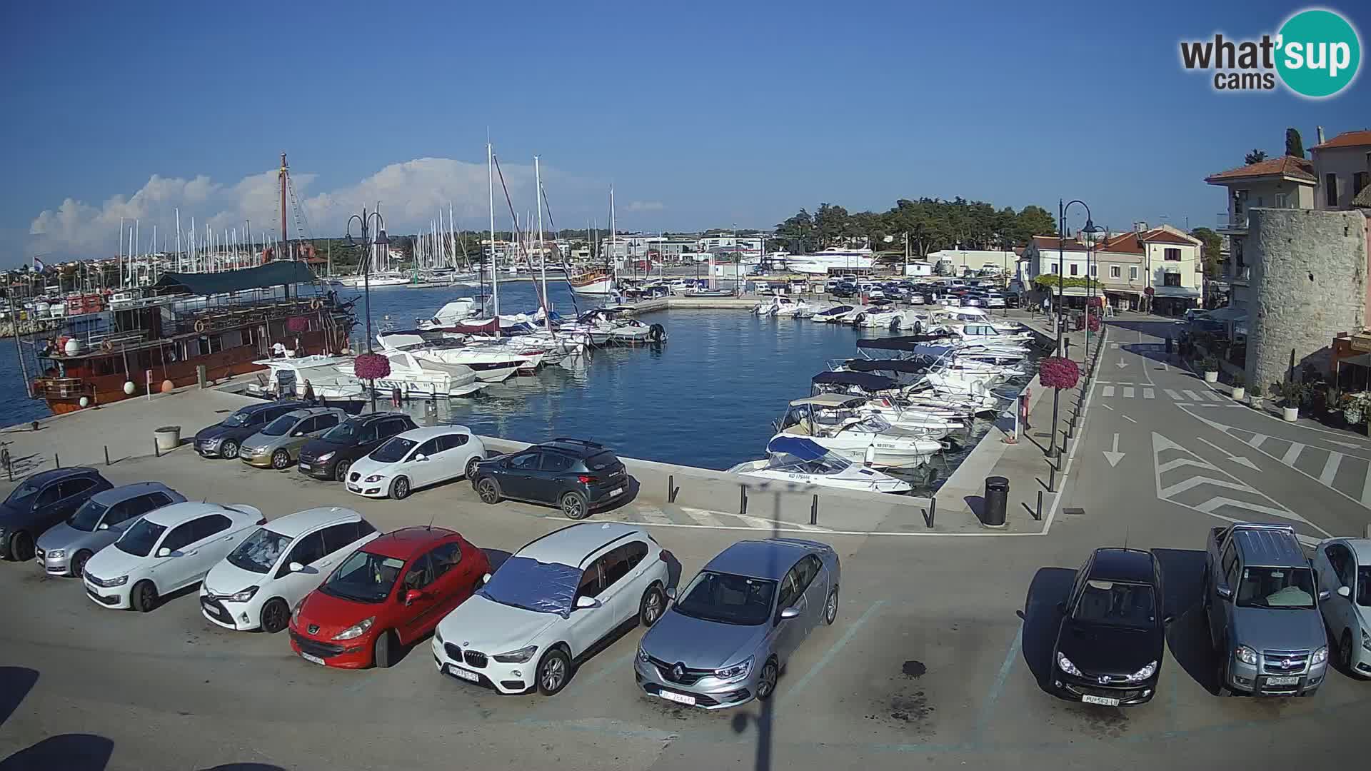 Novigrad | Porporela marina