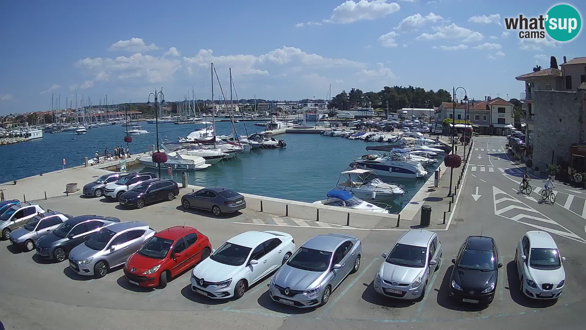 Novigrad | Porporela marina