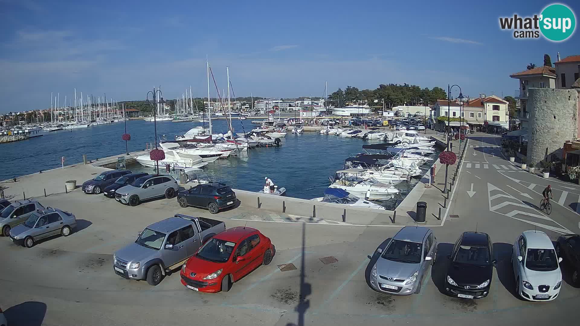 Novigrad | Porporela marina