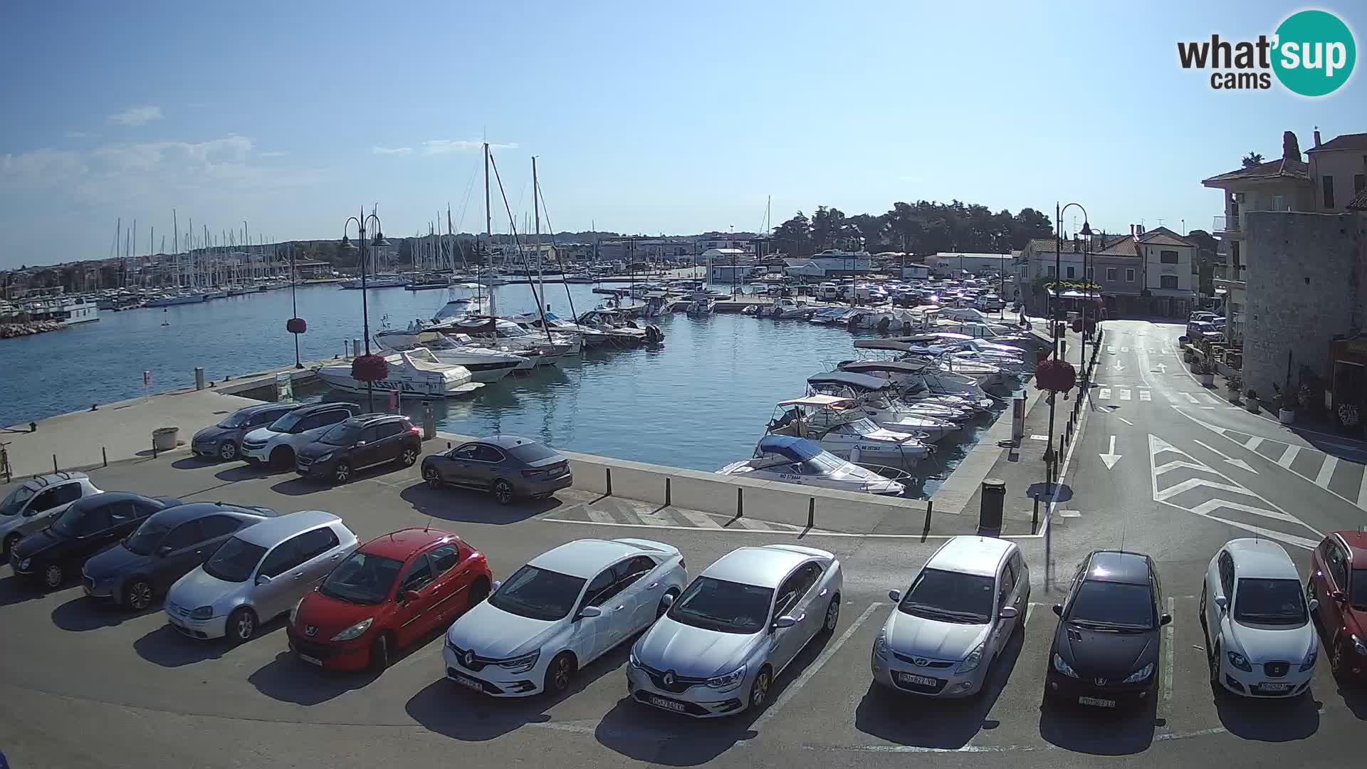 Novigrad | Porporela marina