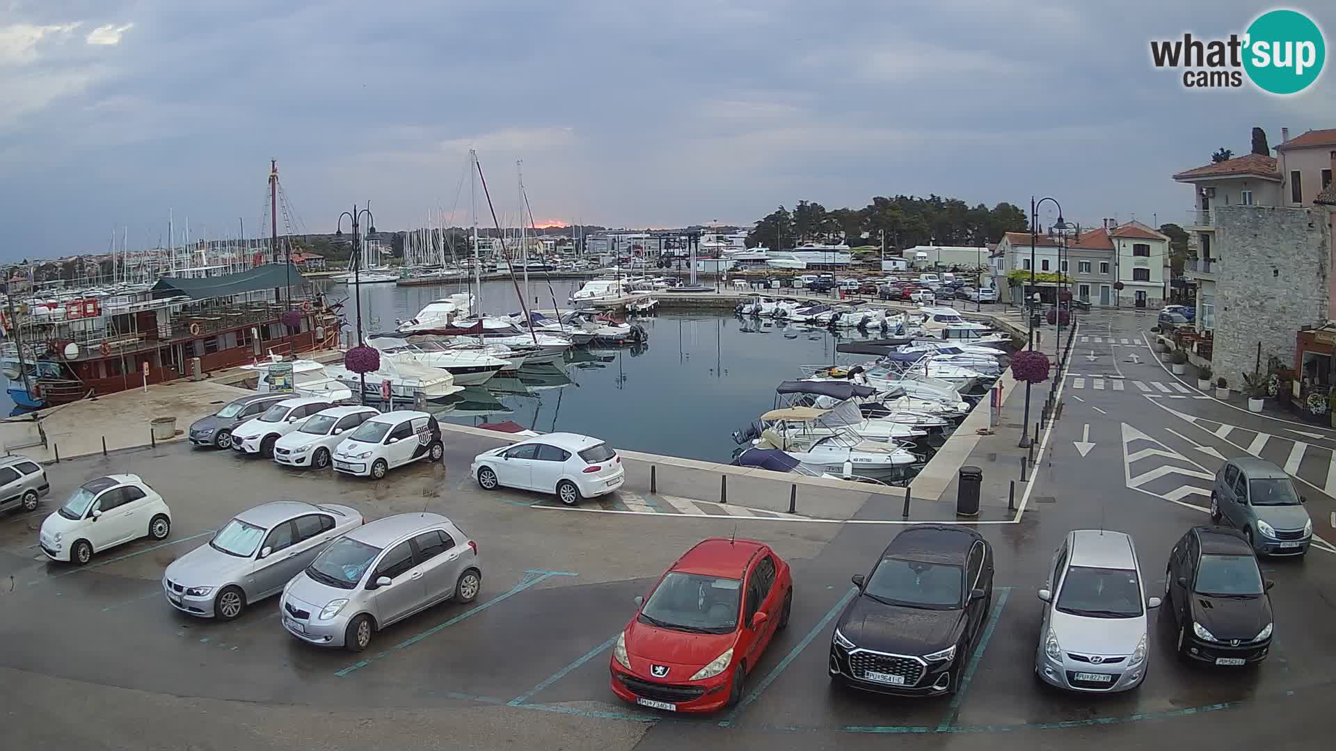 Novigrad | Porporela marina