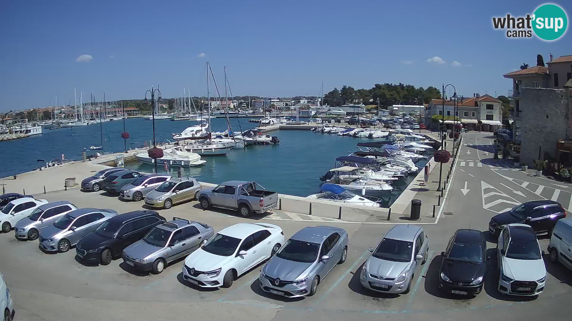 Novigrad | Porporela marina