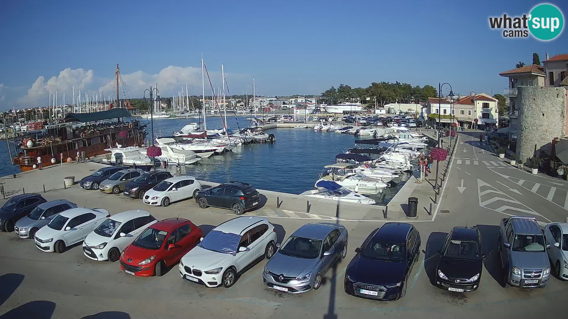 Novigrad | Porporela marina