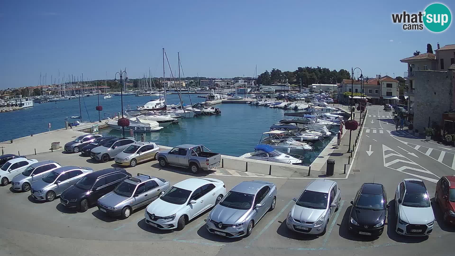 Novigrad | Porporela marina