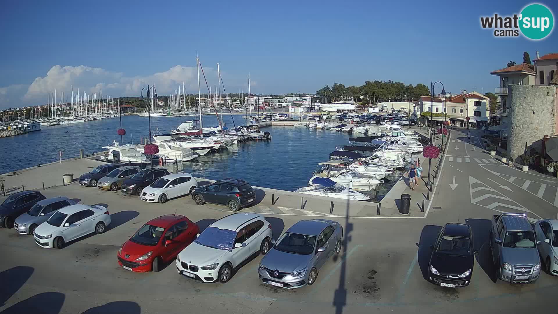 Novigrad | Porporela marina