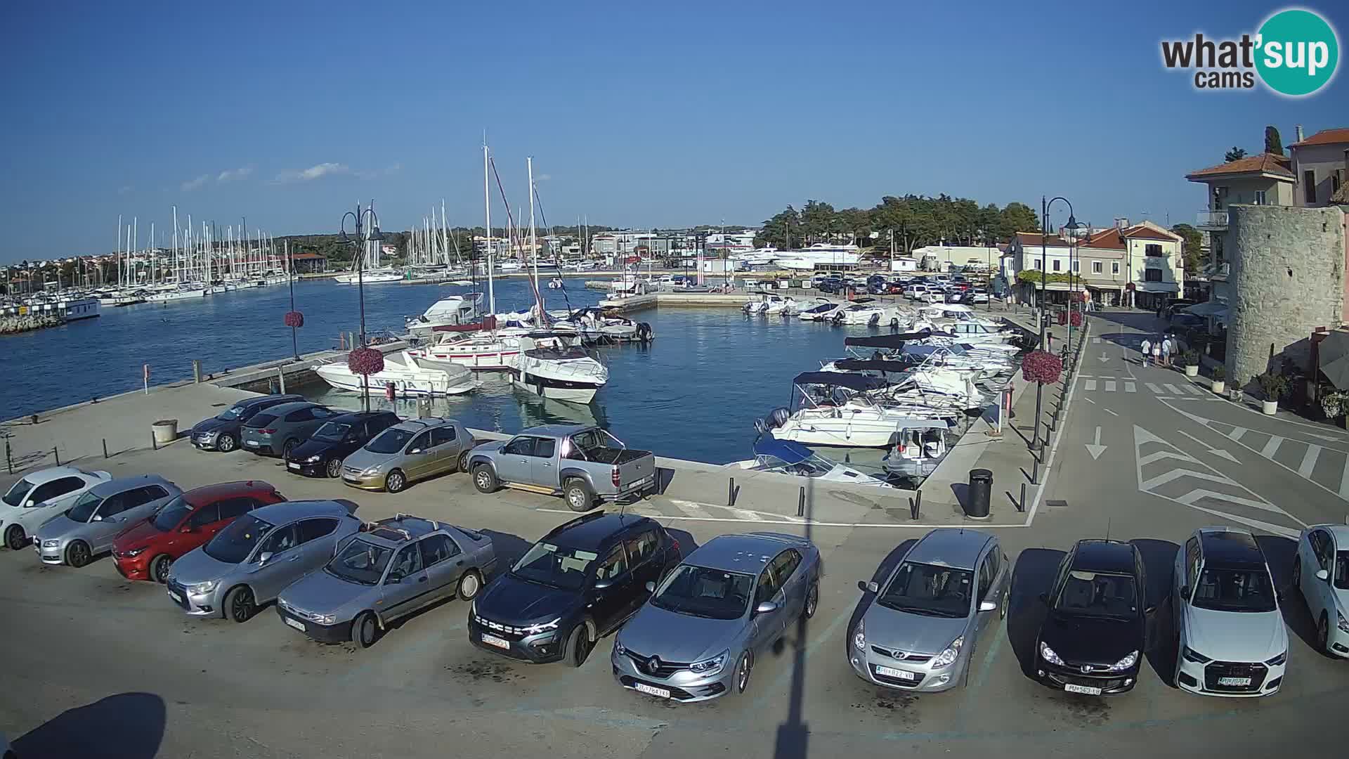 Novigrad | Porporela marina