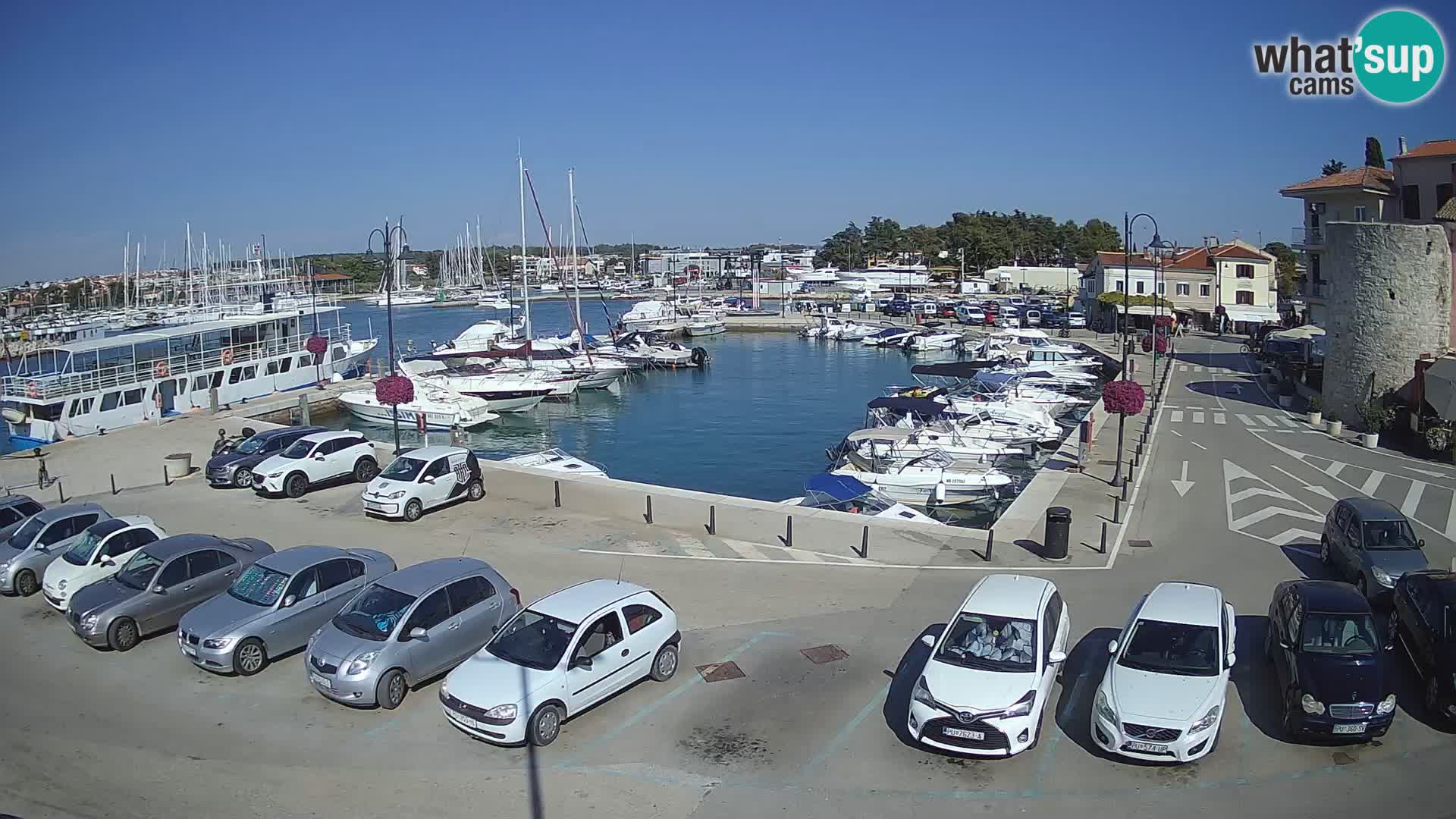Novigrad | Porporela marina