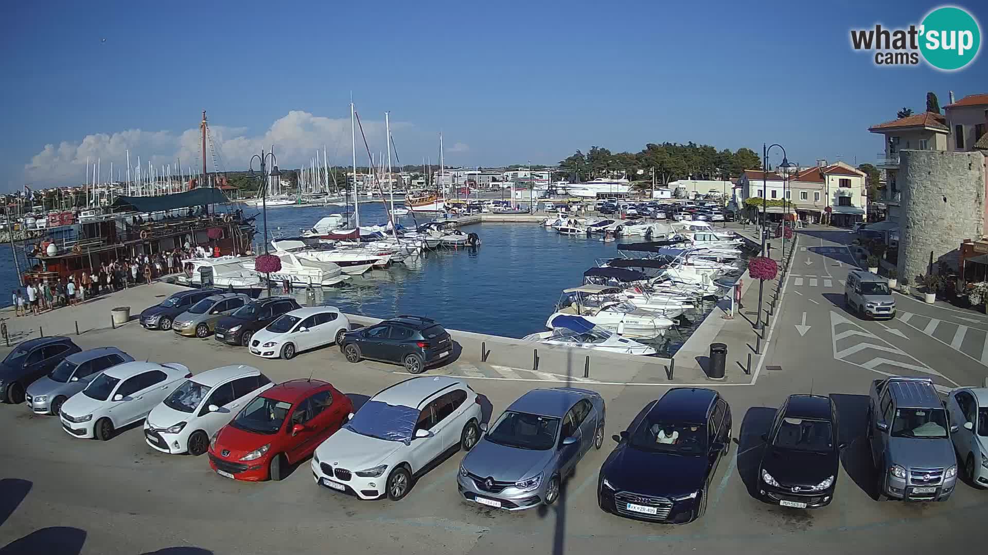 Novigrad | Porporela marina