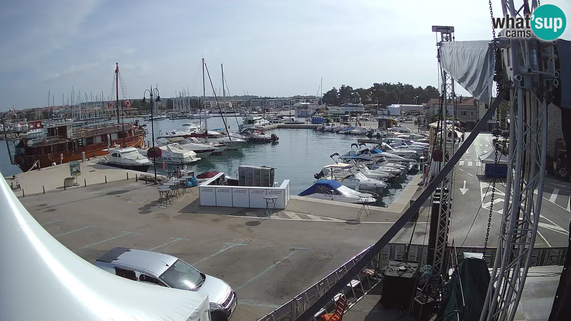 Novigrad | Porporela marina
