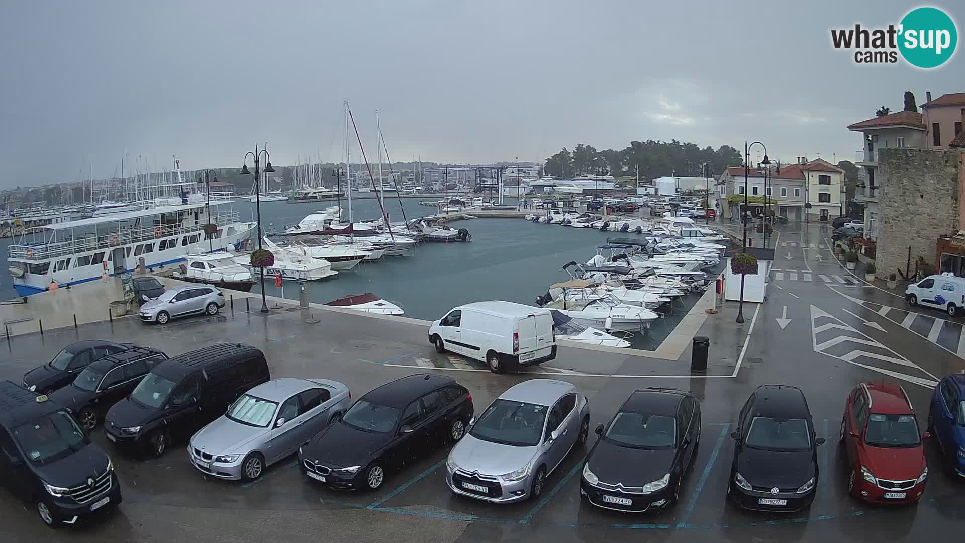 Novigrad | Porporela marina