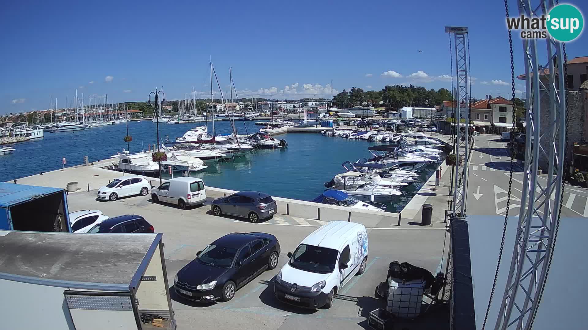 Novigrad | Porporela marina