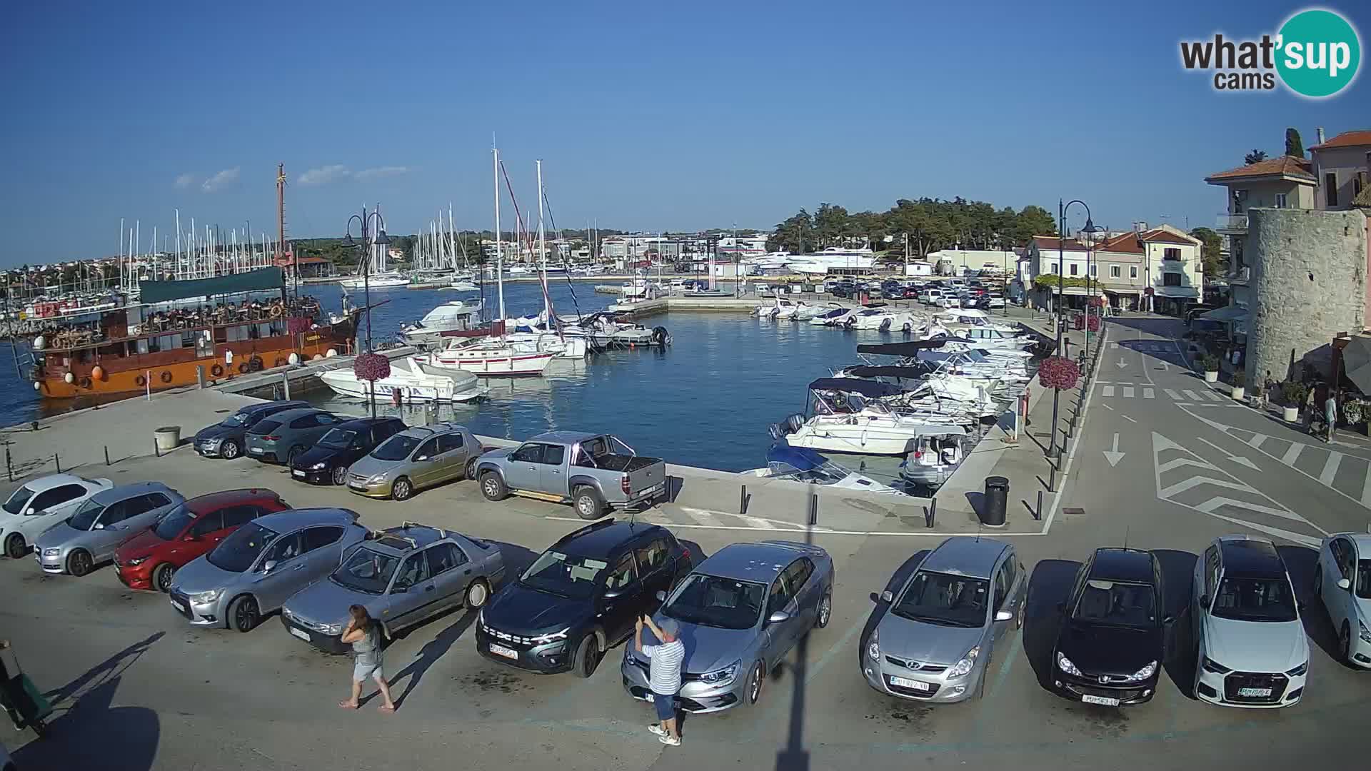 Novigrad | Porporela marina