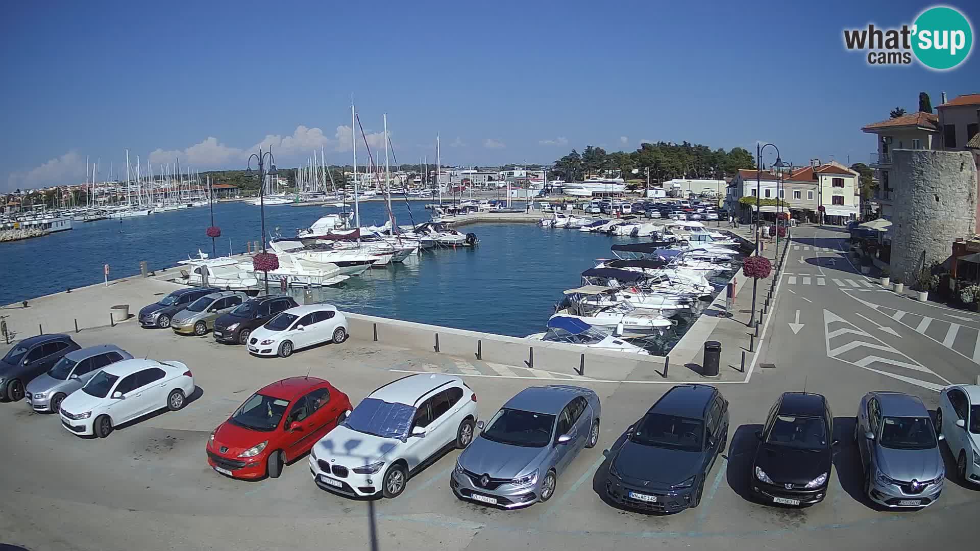 Novigrad | Porporela marina