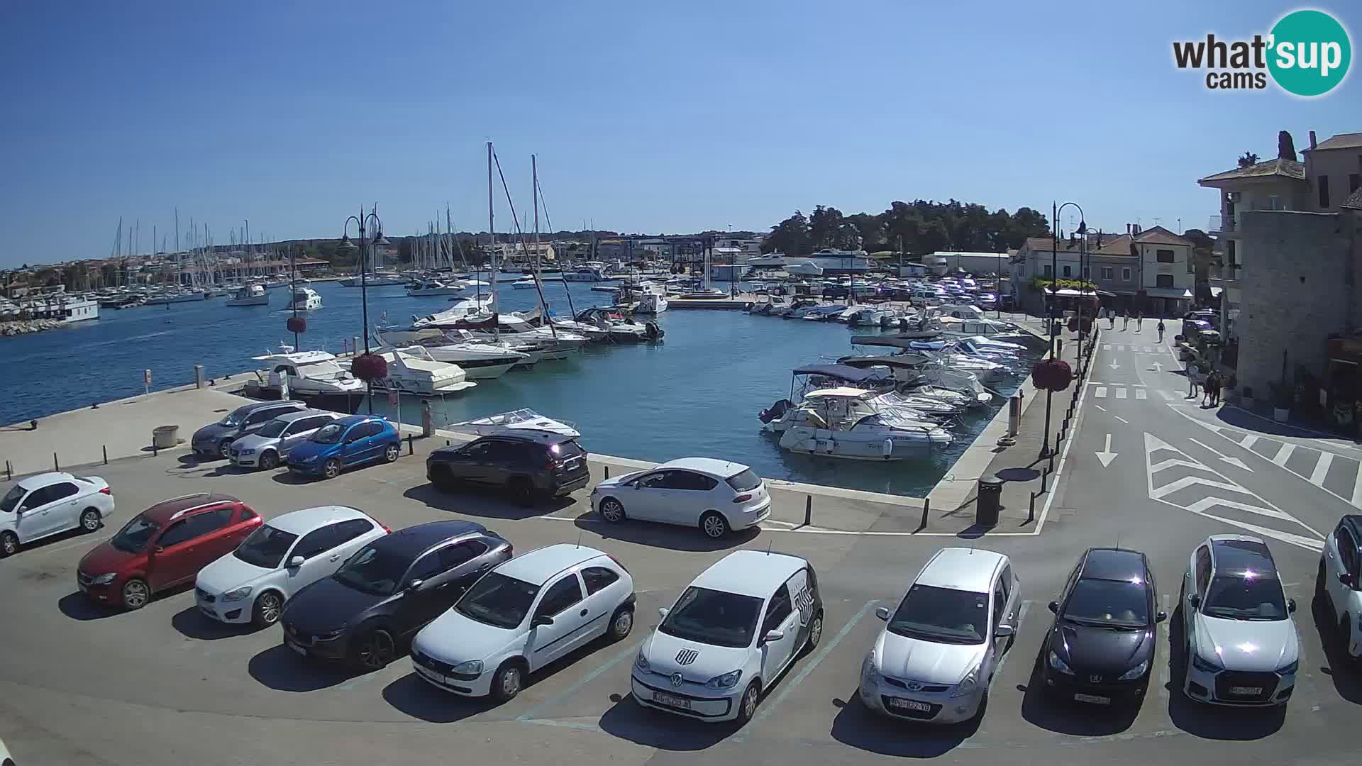 Novigrad | Porporela marina