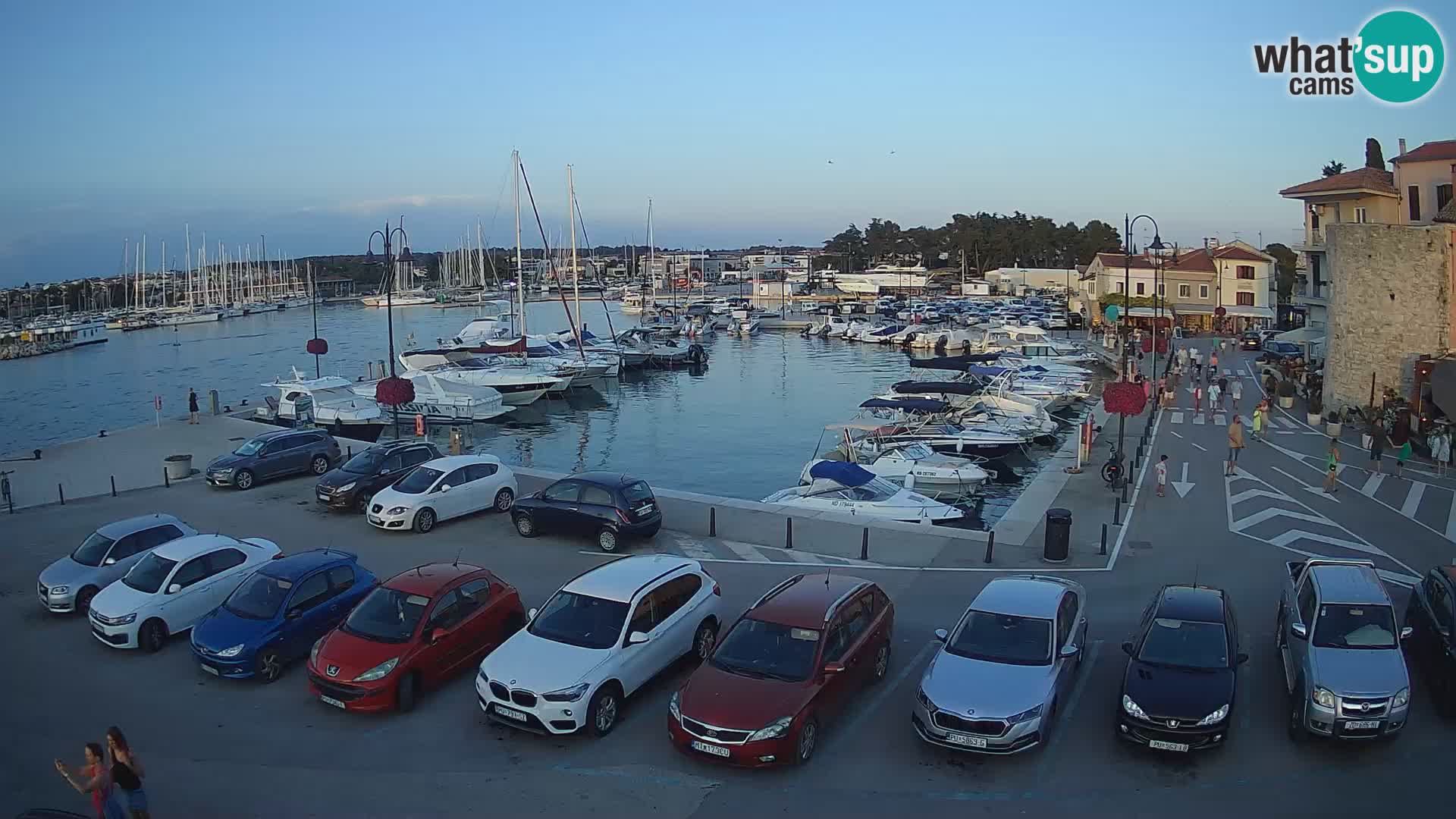 Novigrad | Porporela marina