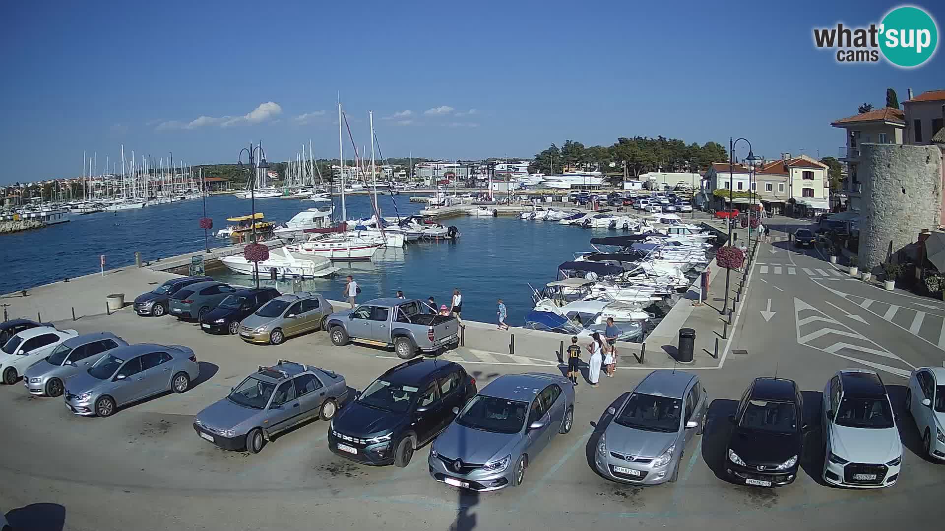 Novigrad | Porporela marina