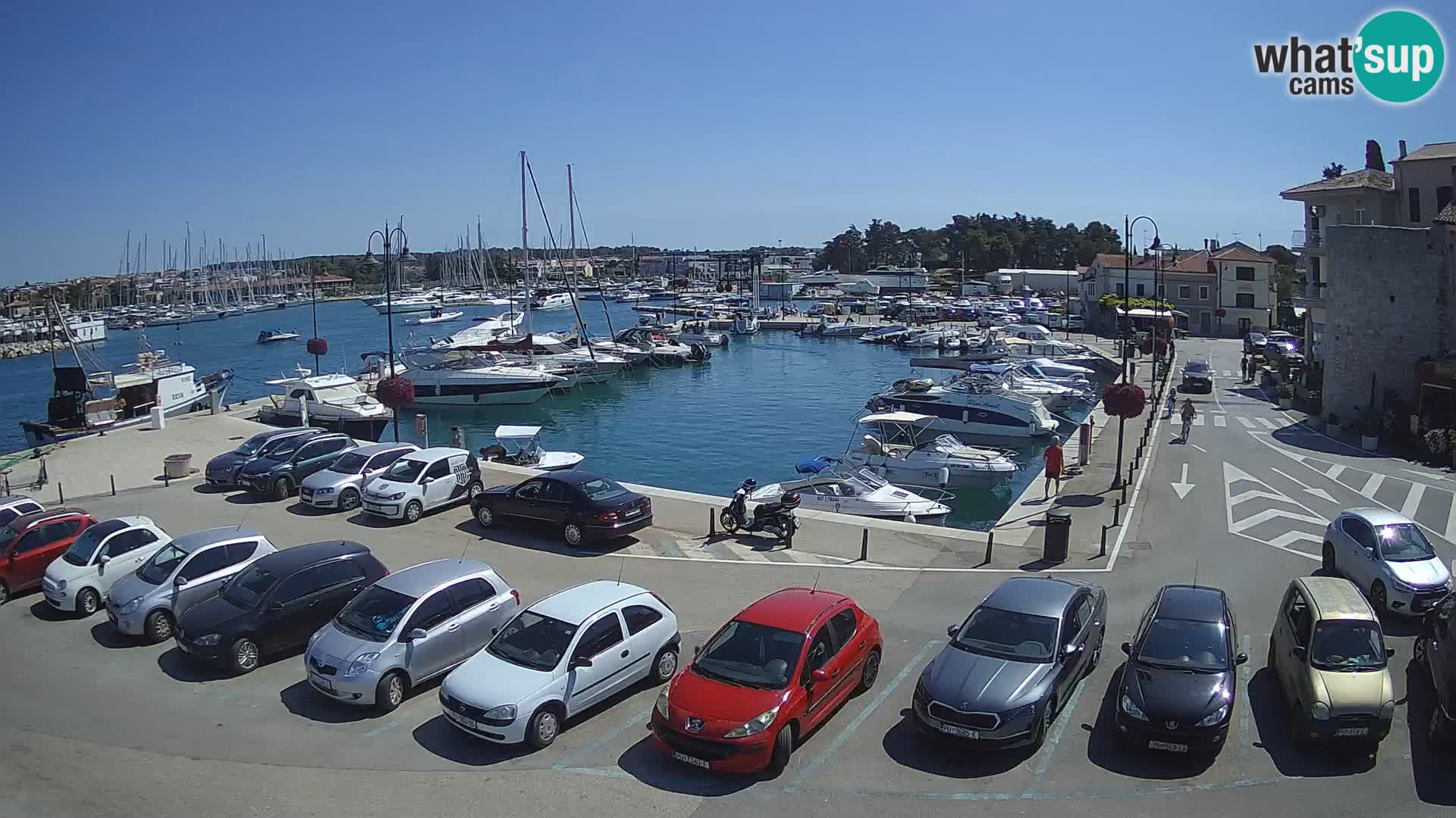 Novigrad | Porporela marina