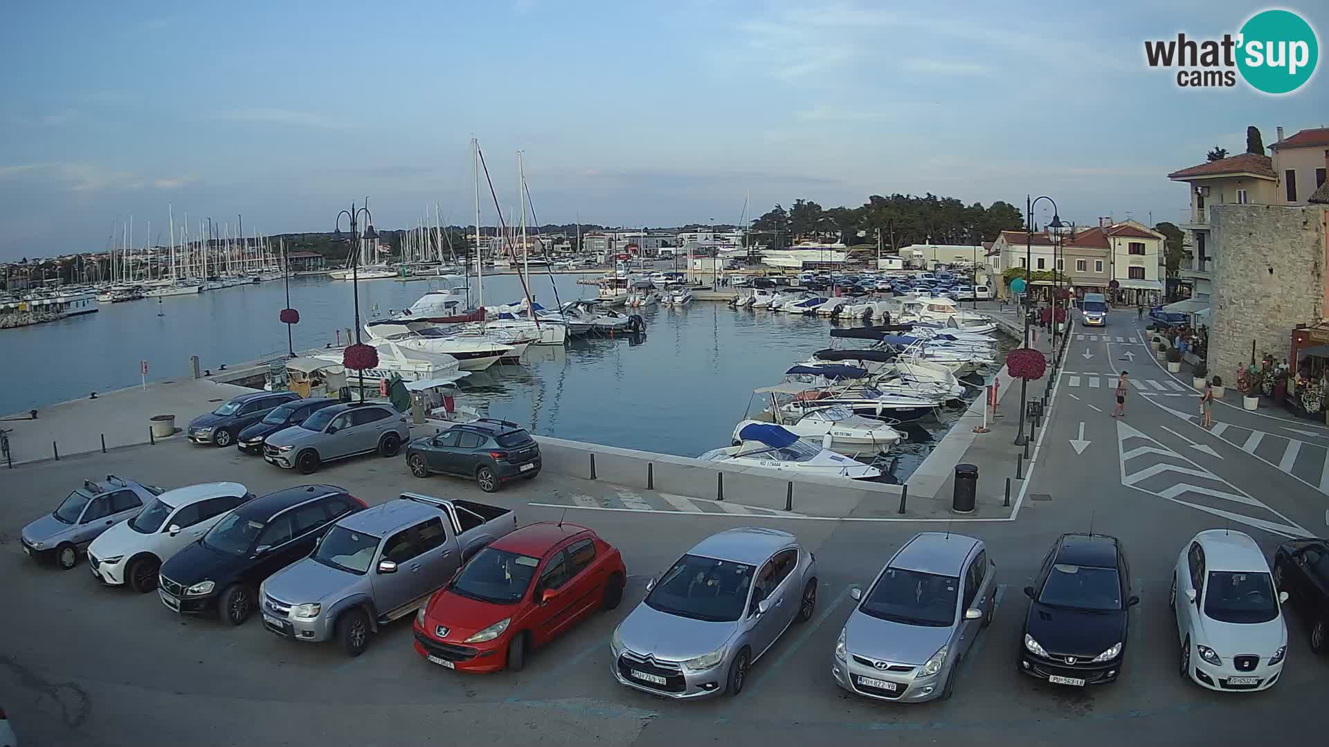 Novigrad | Porporela marina