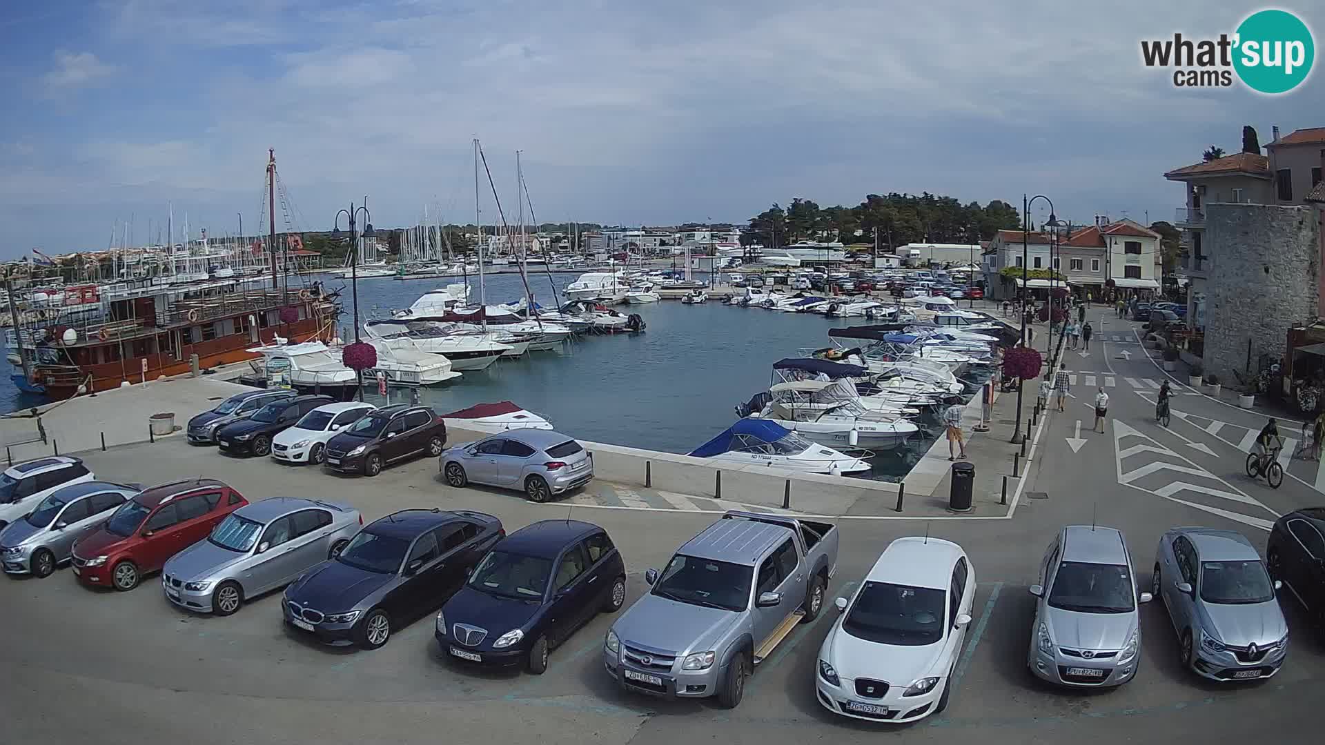 Novigrad | Porporela marina