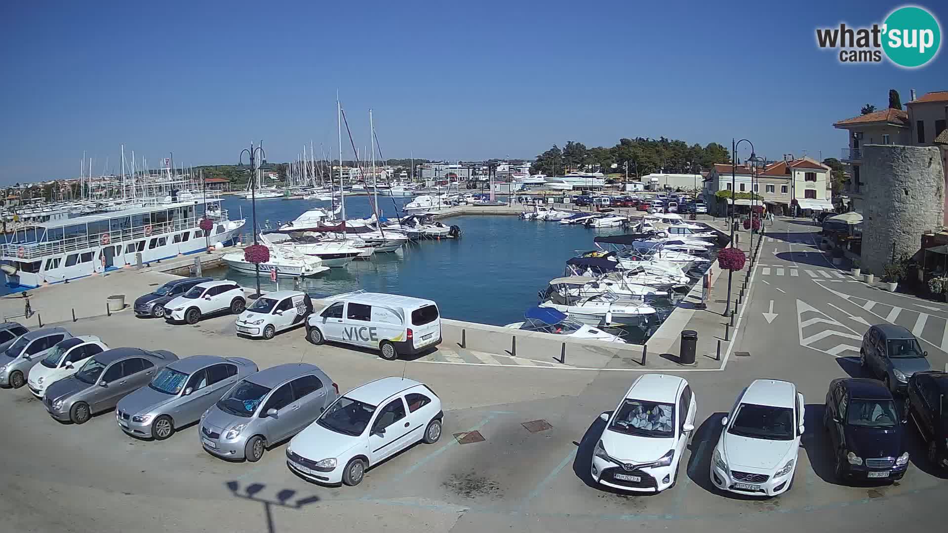 Novigrad | Porporela marina