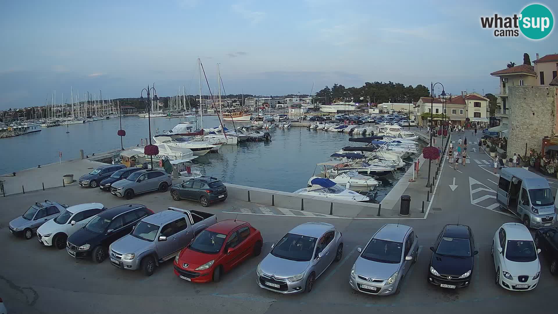 Novigrad | Porporela marina
