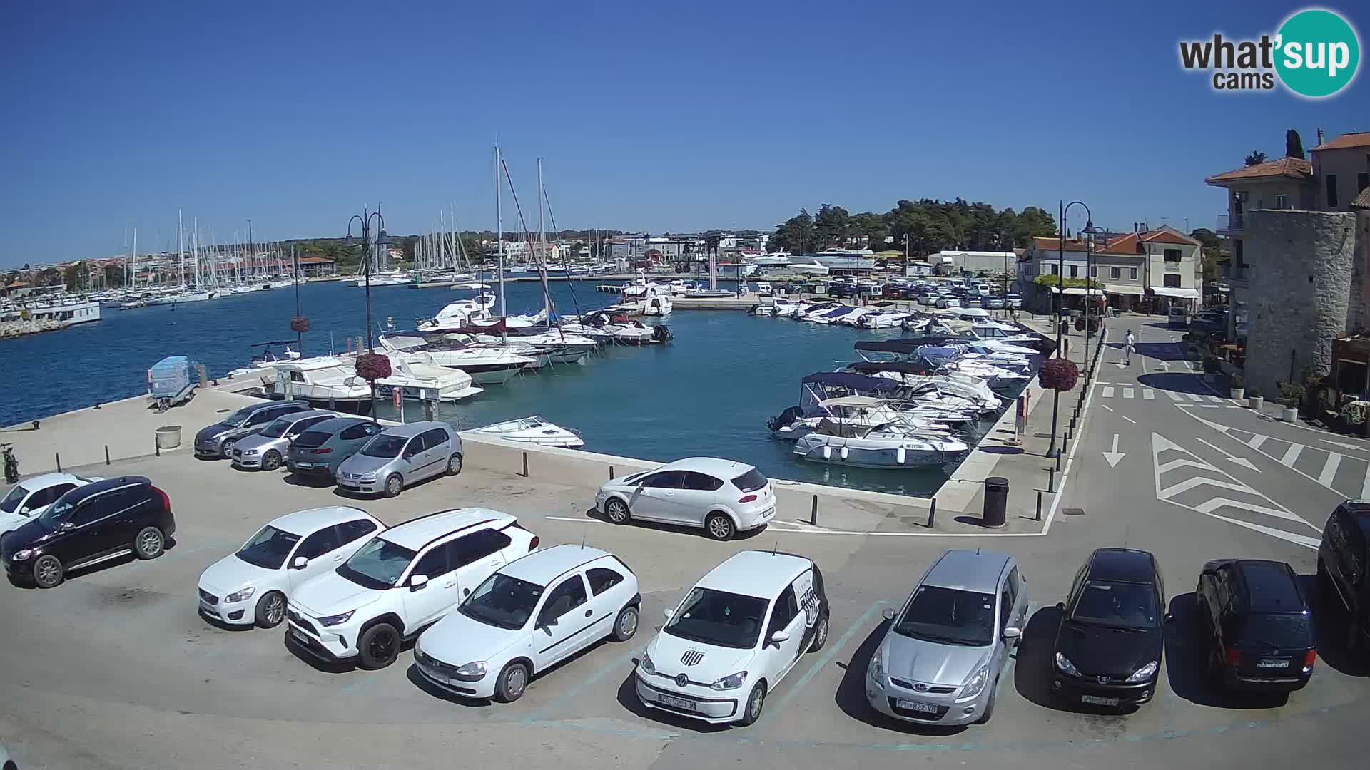 Novigrad | Porporela marina