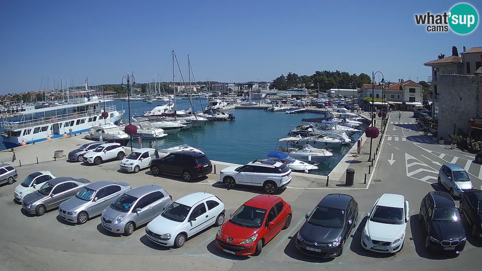 Novigrad | Porporela marina
