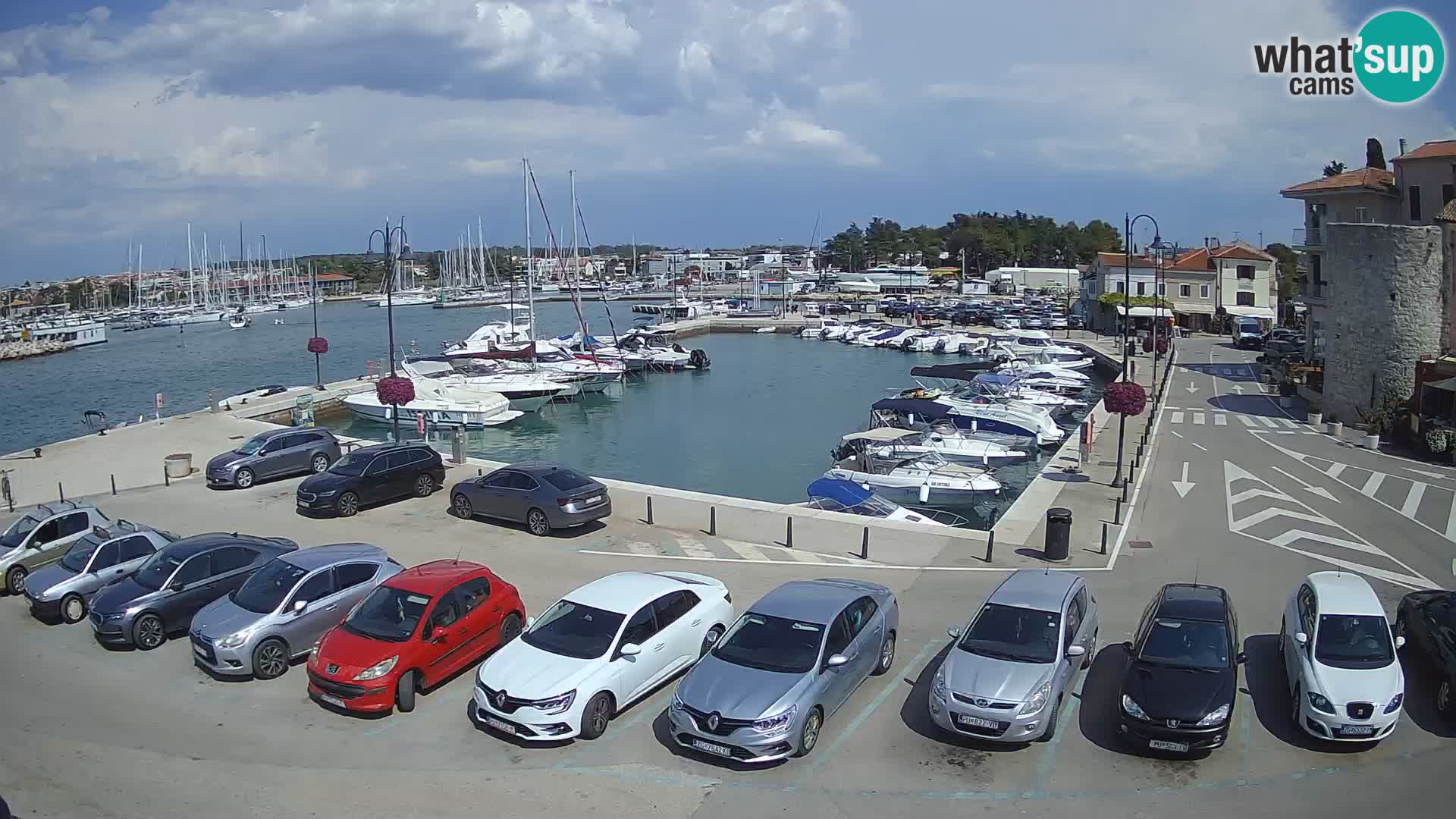 Novigrad | Porporela marina