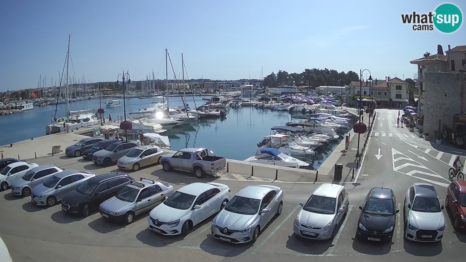 Novigrad | Porporela marina