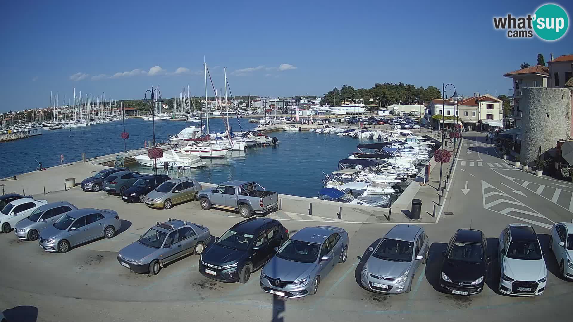 Novigrad | Porporela marina