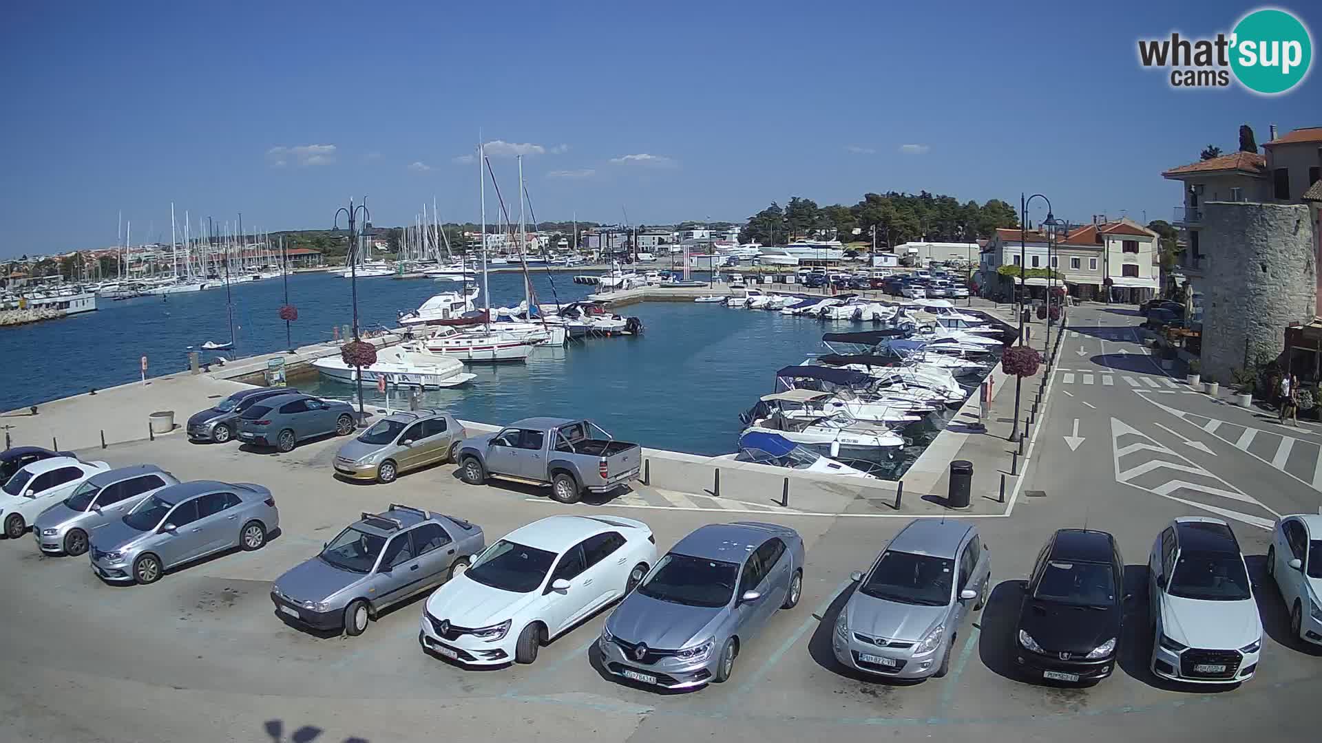 Novigrad | Porporela marina