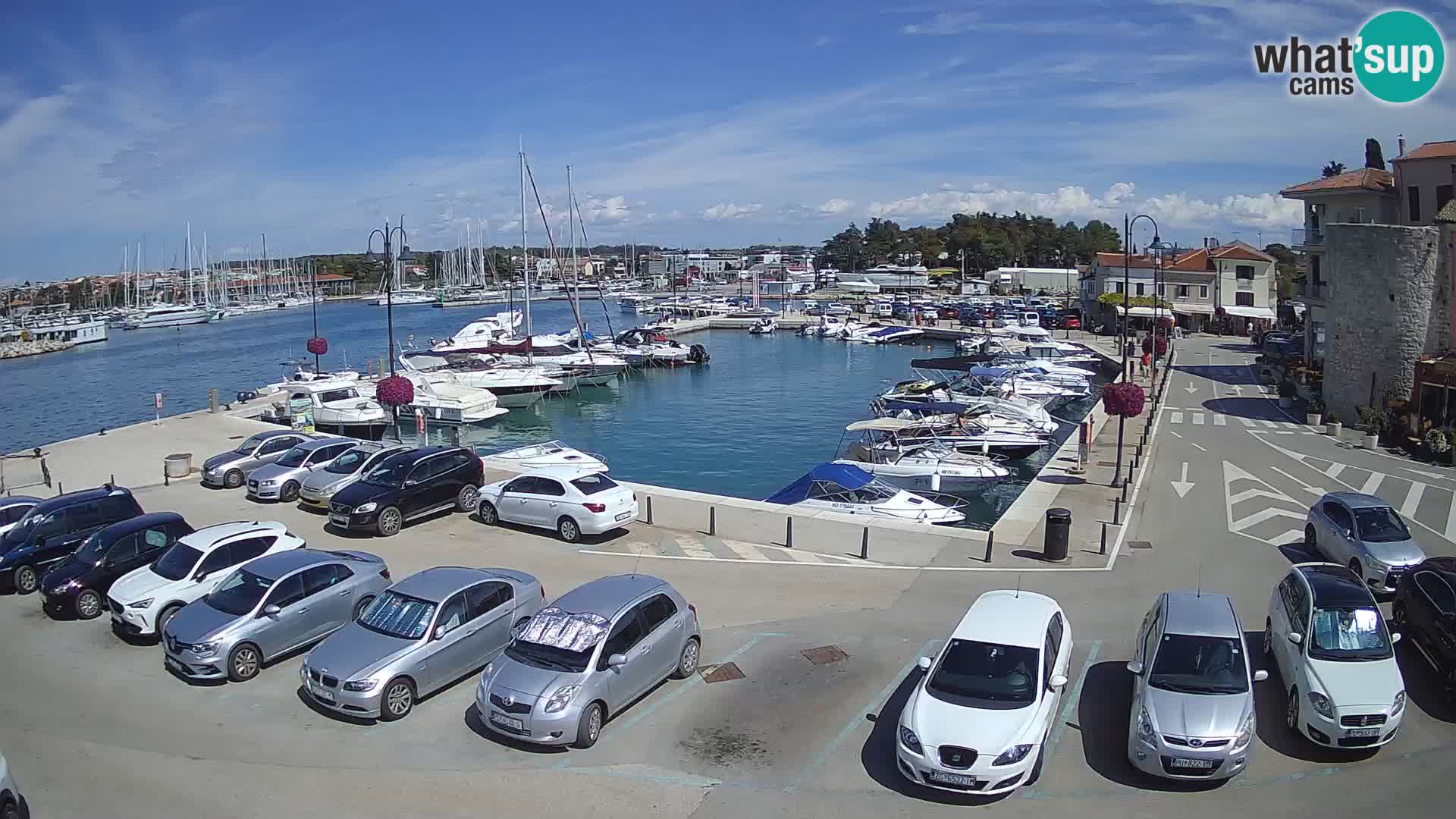 Novigrad | Porporela marina