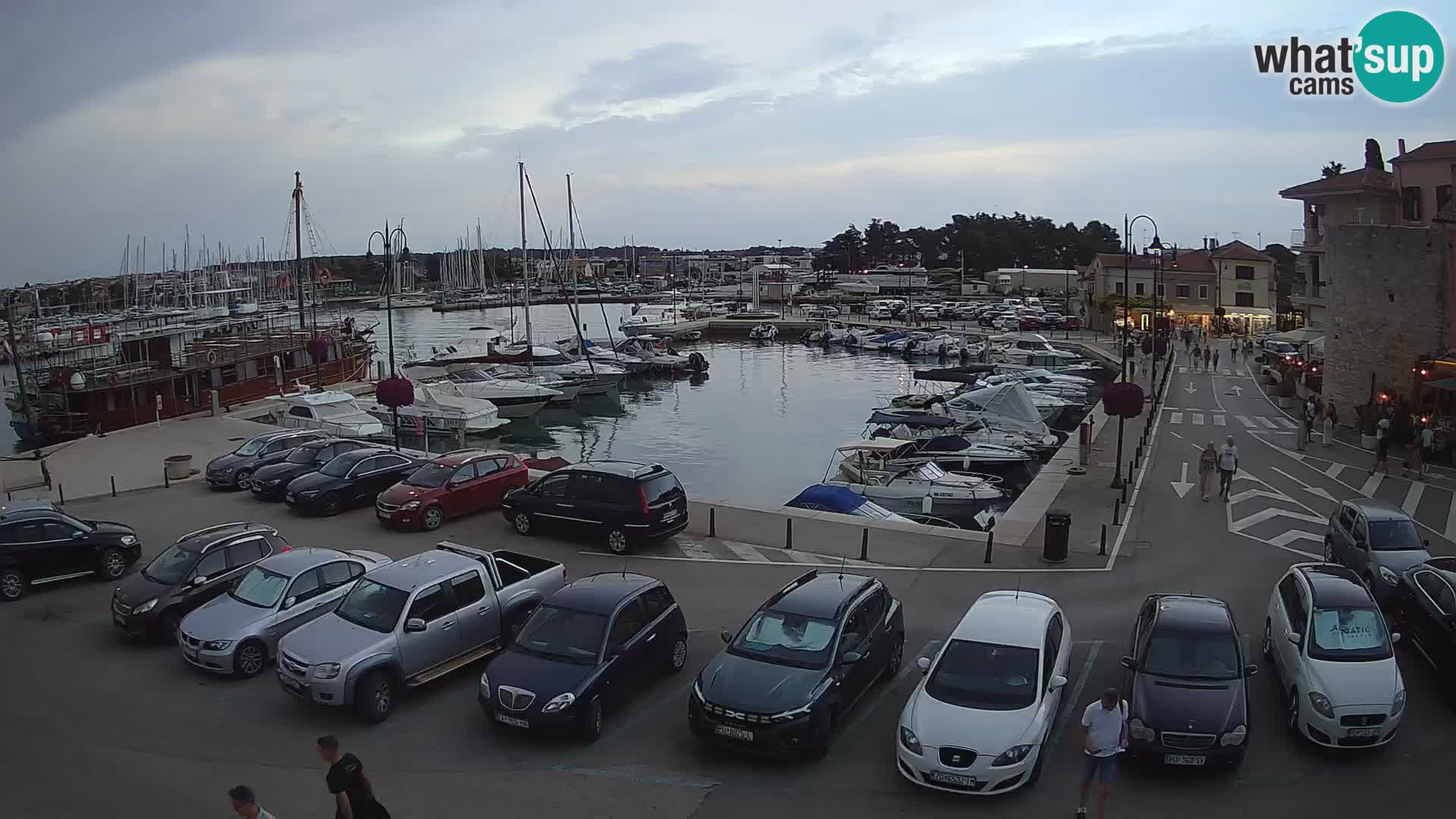 Novigrad | Porporela marina
