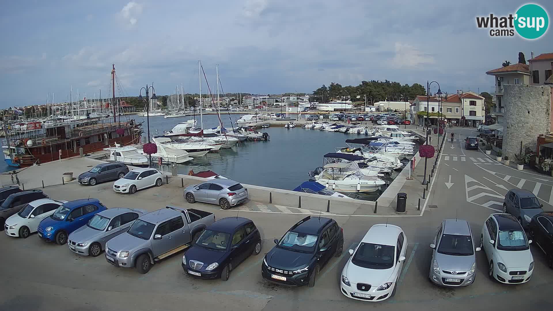 Novigrad | Porporela marina